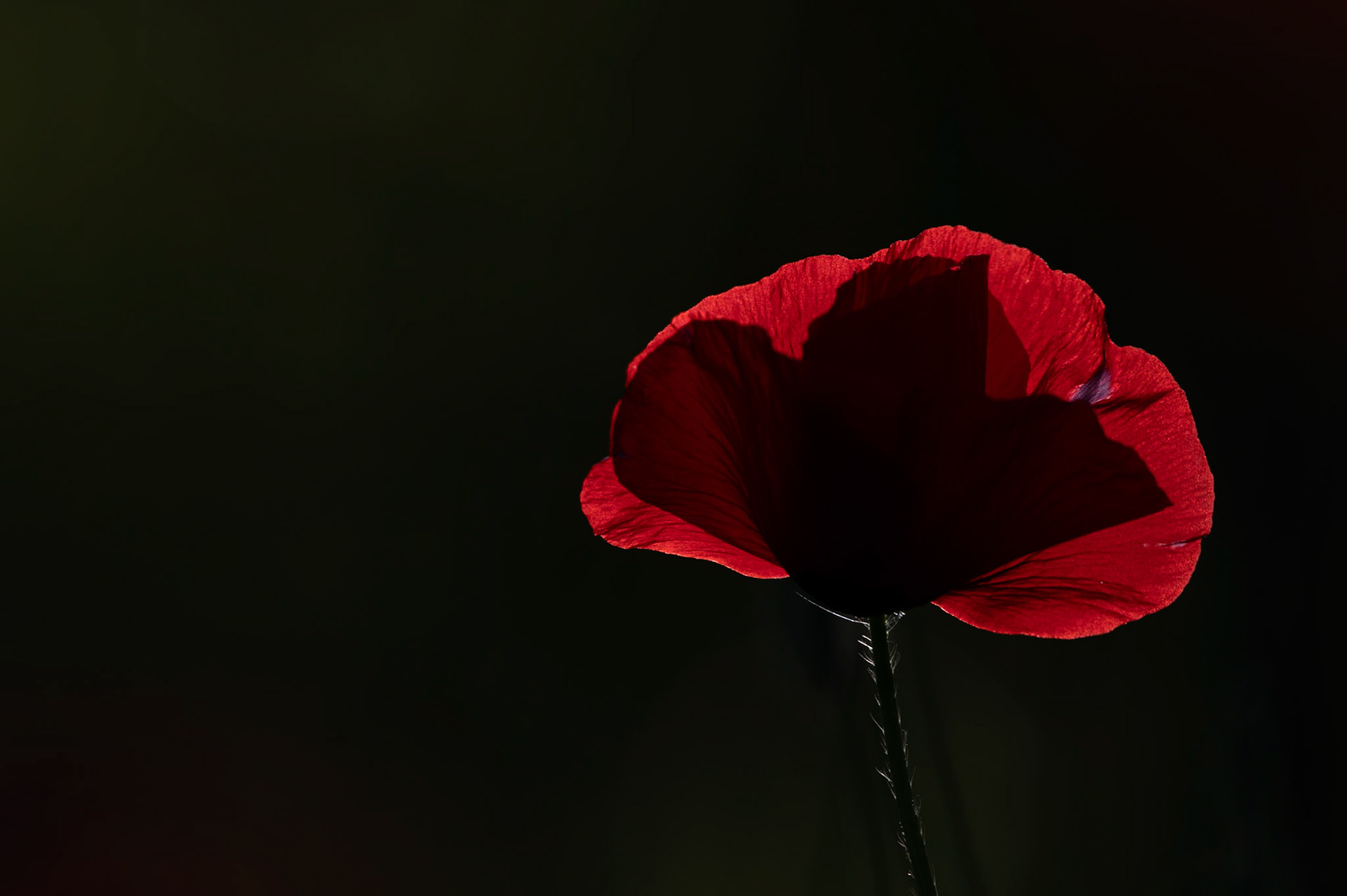 Rouge et noir, Prades le Lez 2024