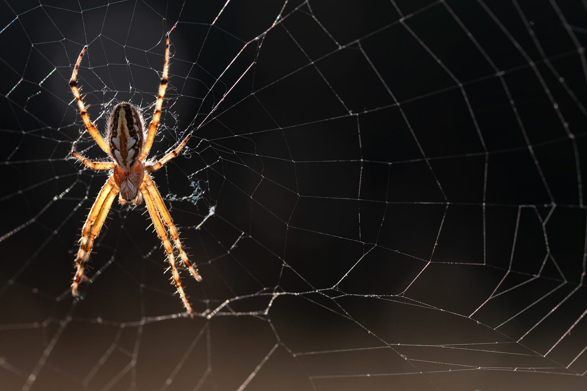 Graphic Web, Prades le Lez 2025