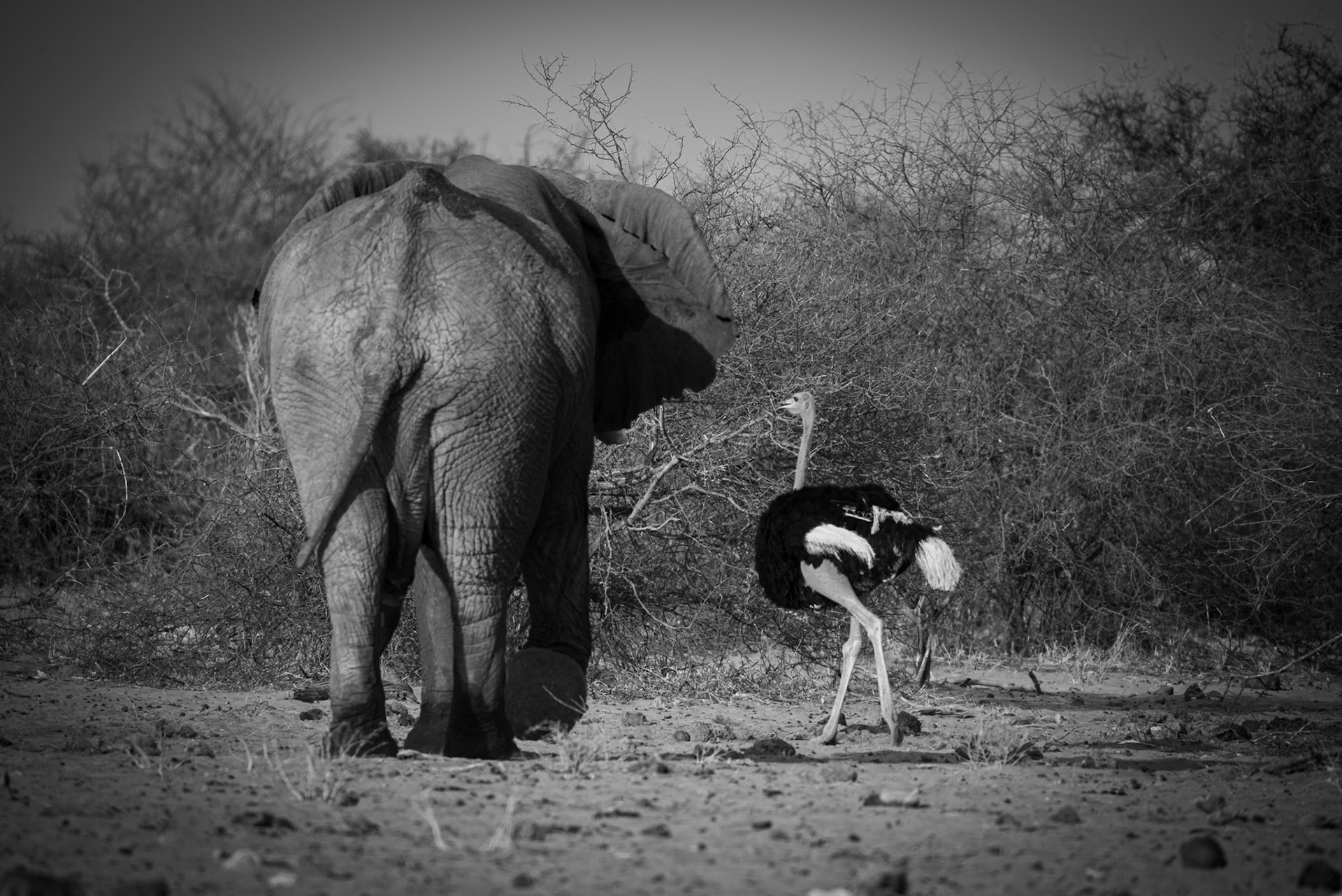 Giants meeting, Namibia 2019