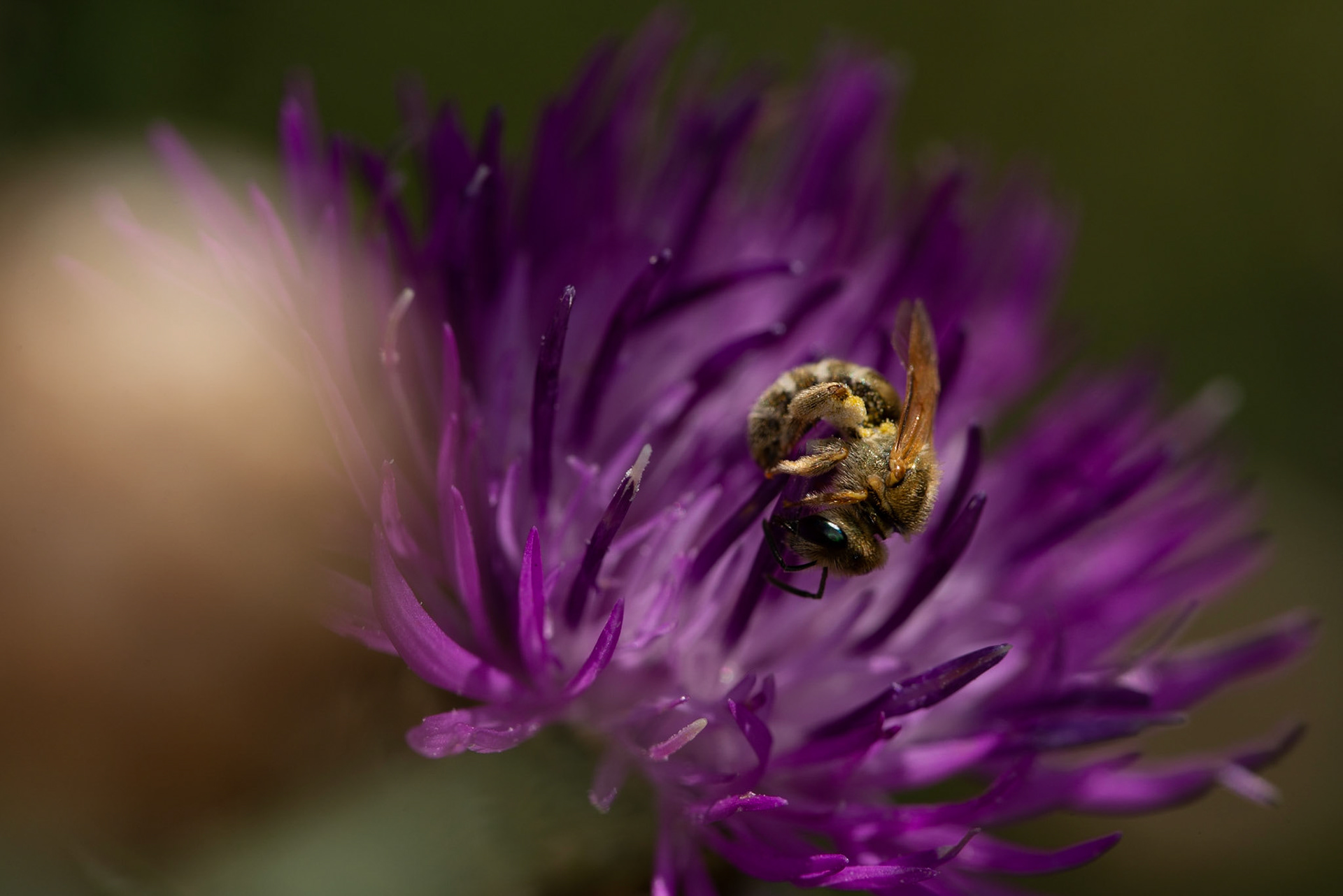 Busy bee, Coutières 2022