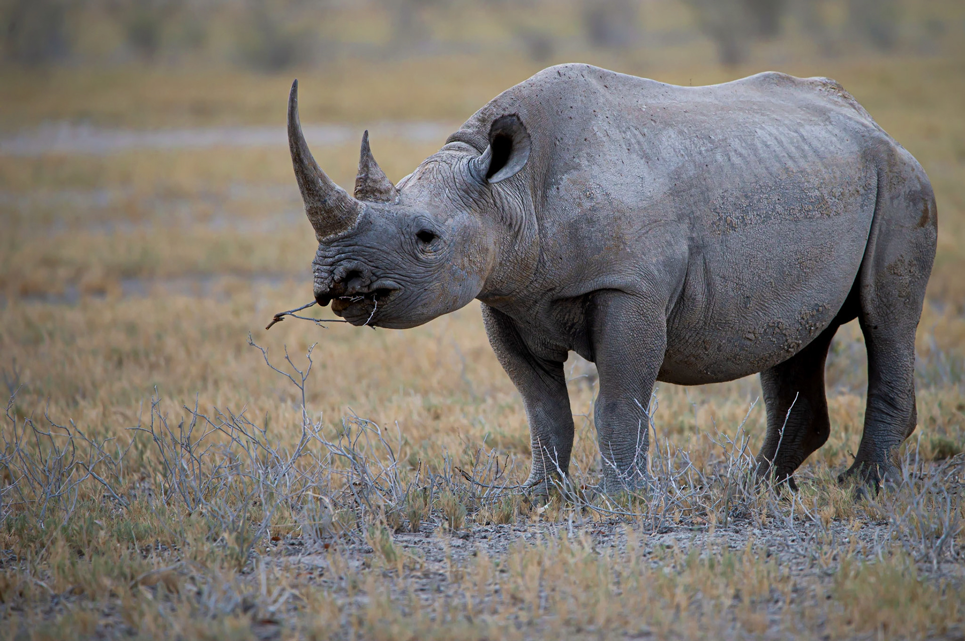 The Black one, Namibia 2019