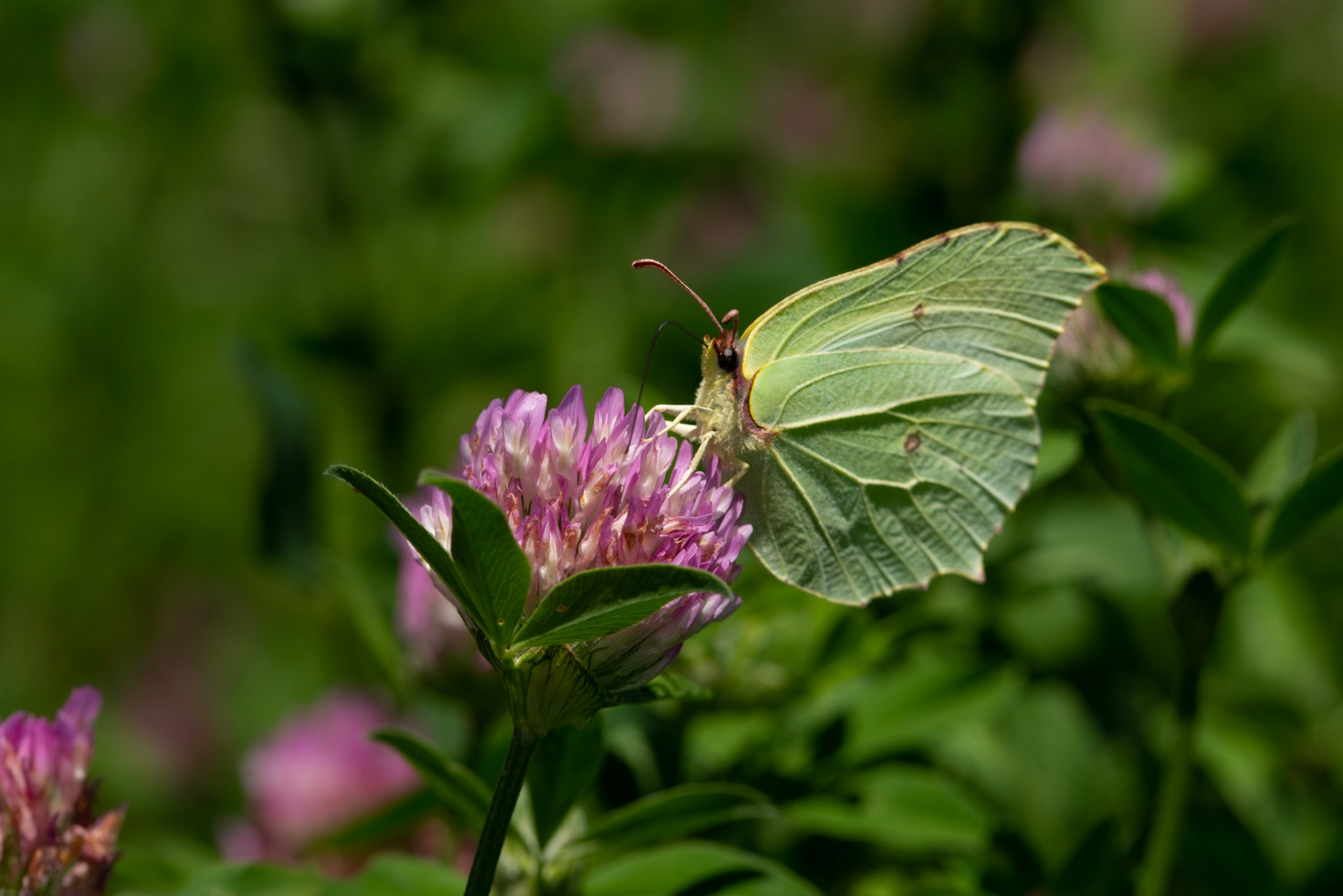Flying leaf, Coutières 2022