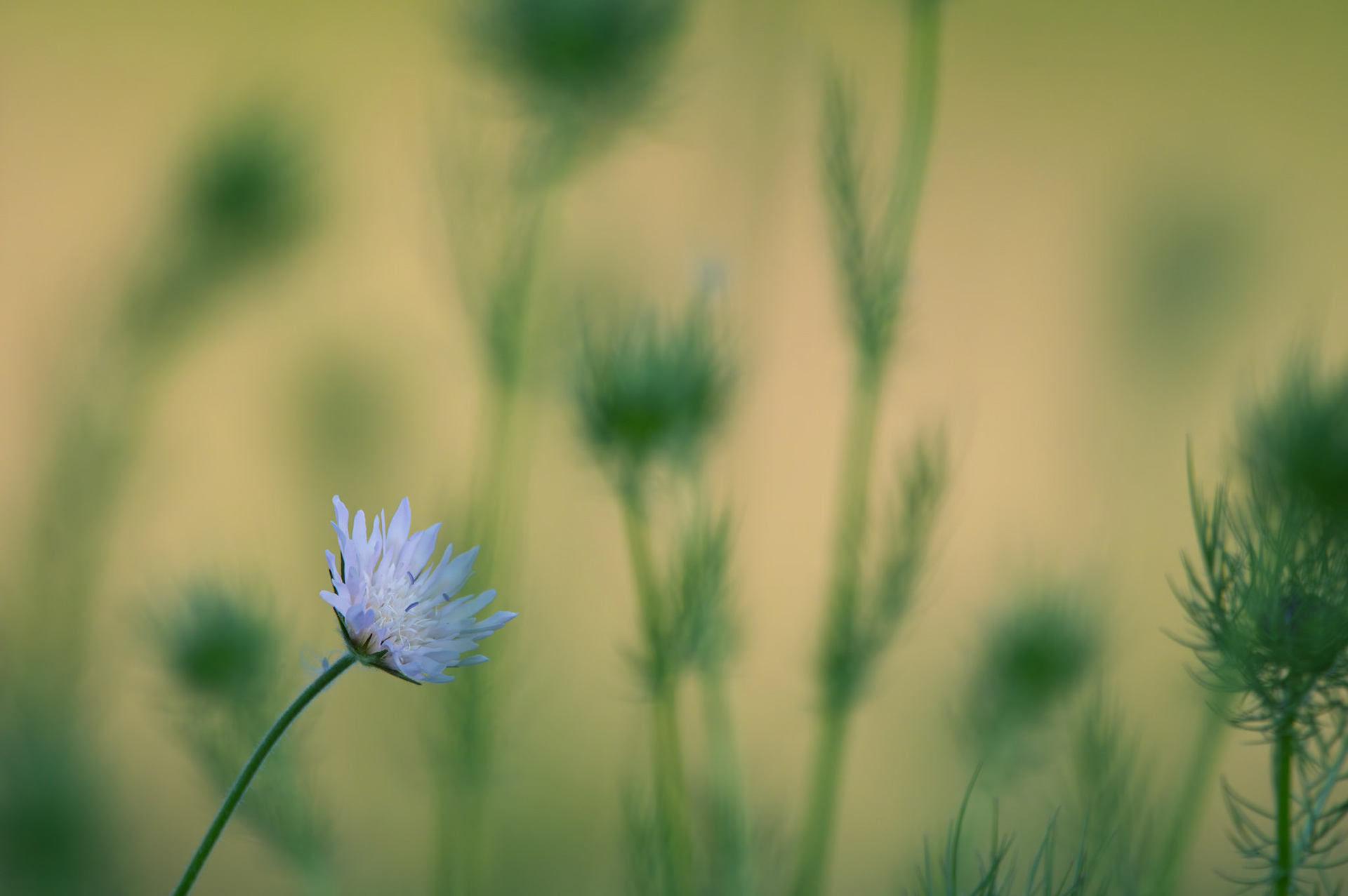 Knautia, Prades le Lez 2025
