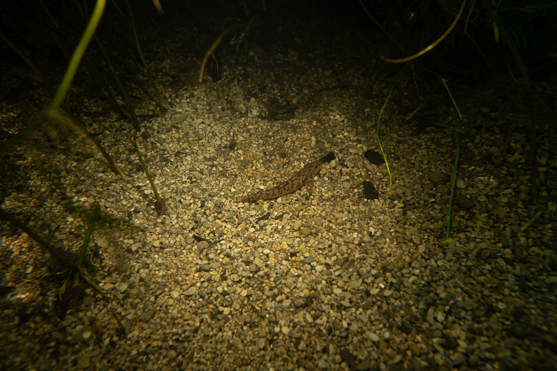 Loche de Quignard #2, Prades le Lez 2024