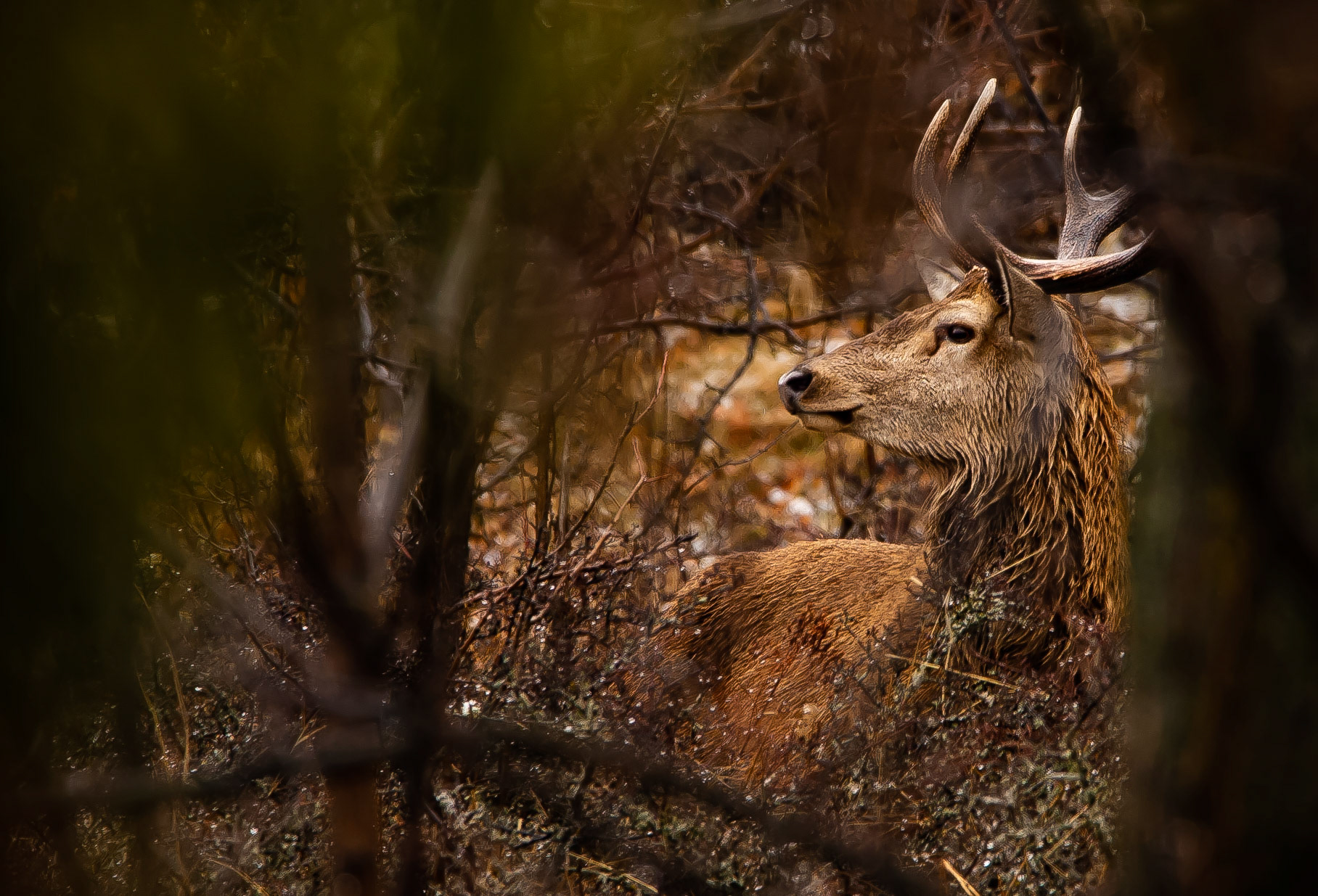 Le cerf, Pyrénées 2022