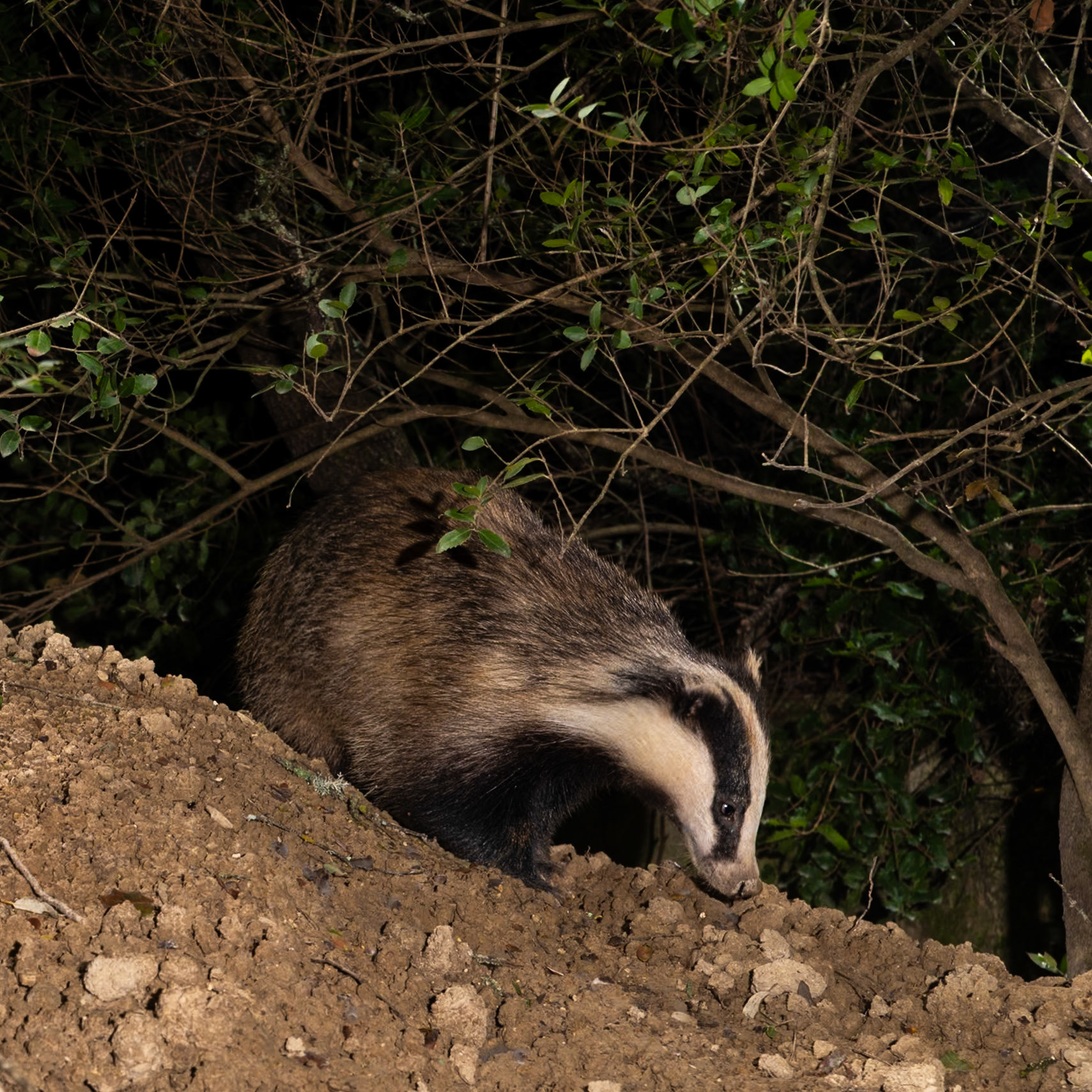 Petit ours #2, Prades le Lez 2024
