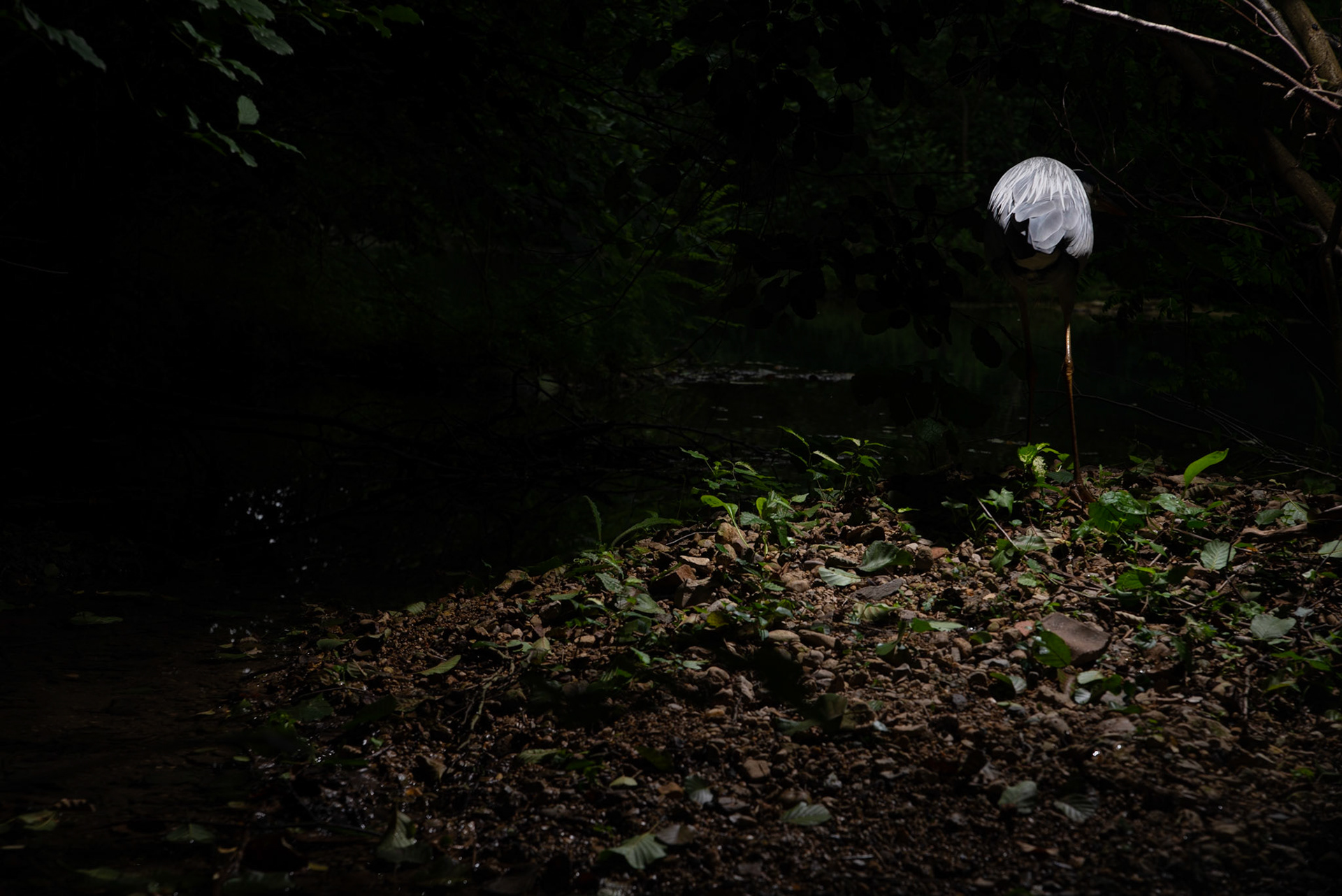 Lightass, Montferrier/Lez 2023