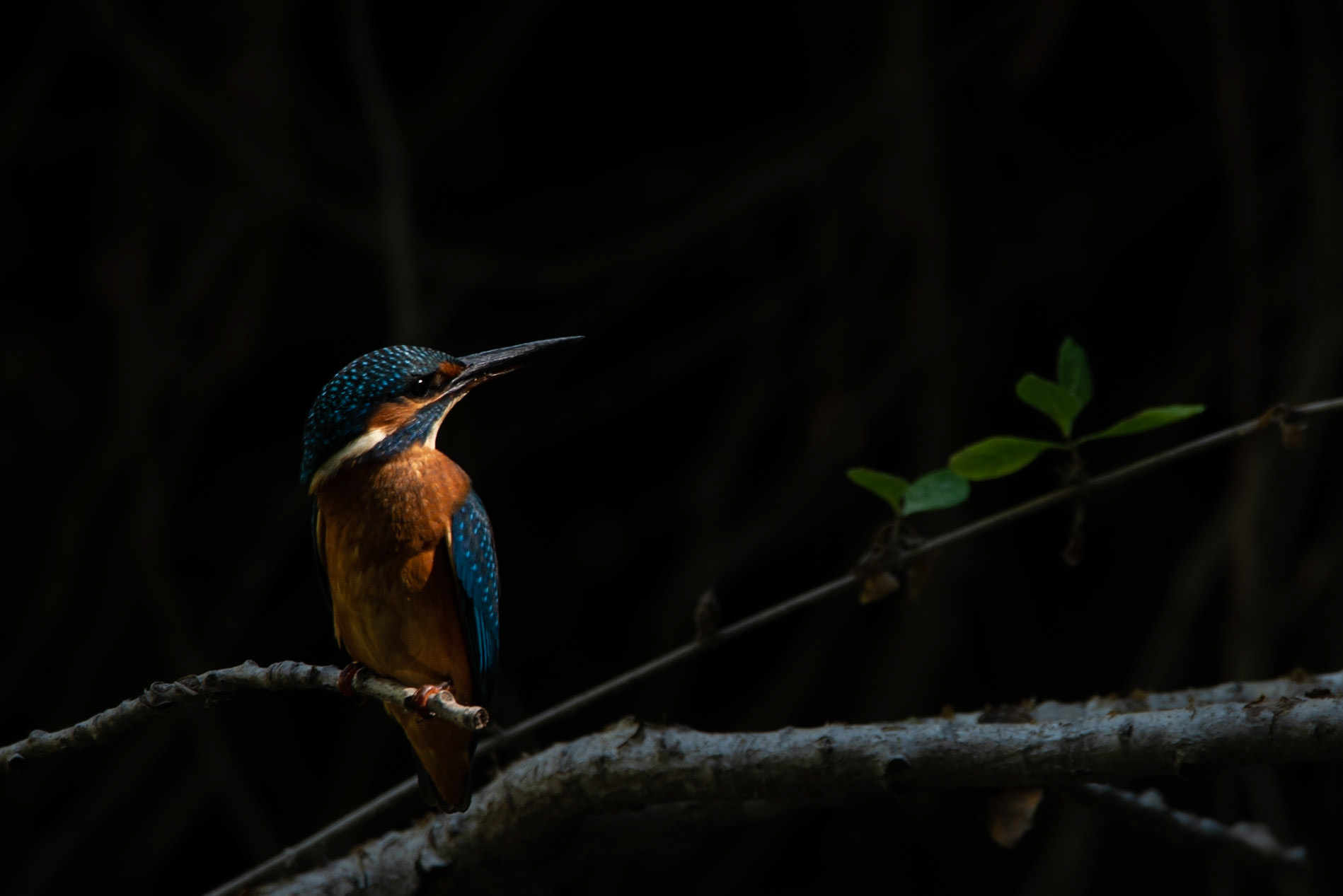 Martin 3, Prades le Lez 2022