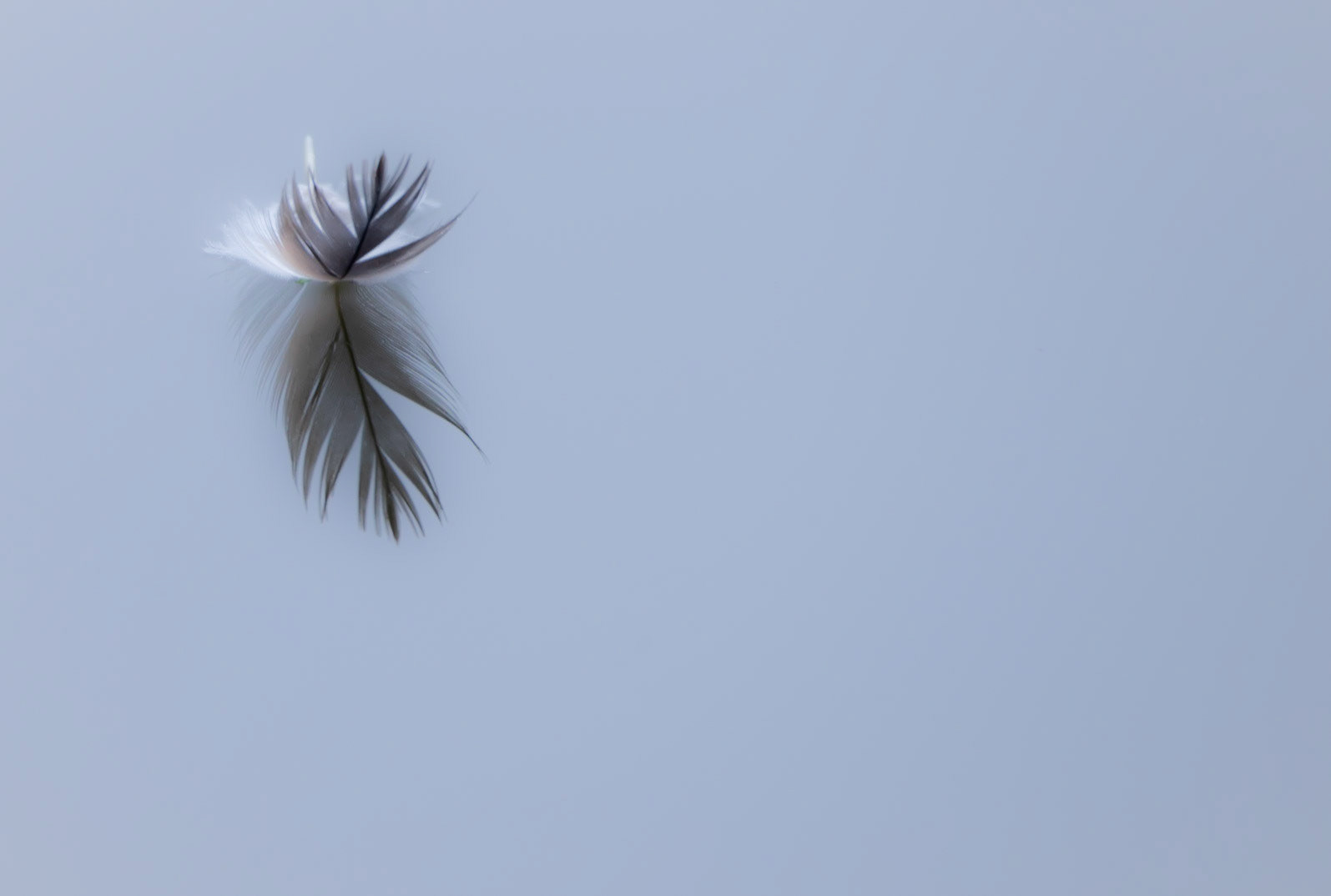 Feather and water, Coutières 2022