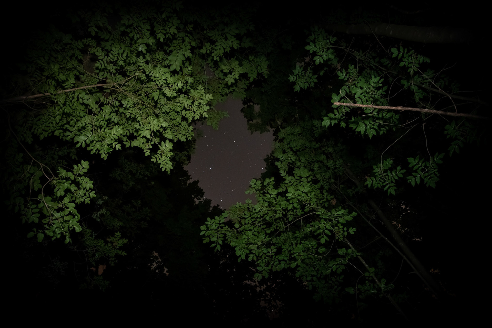 Sous les arbres, Montpellier 2022