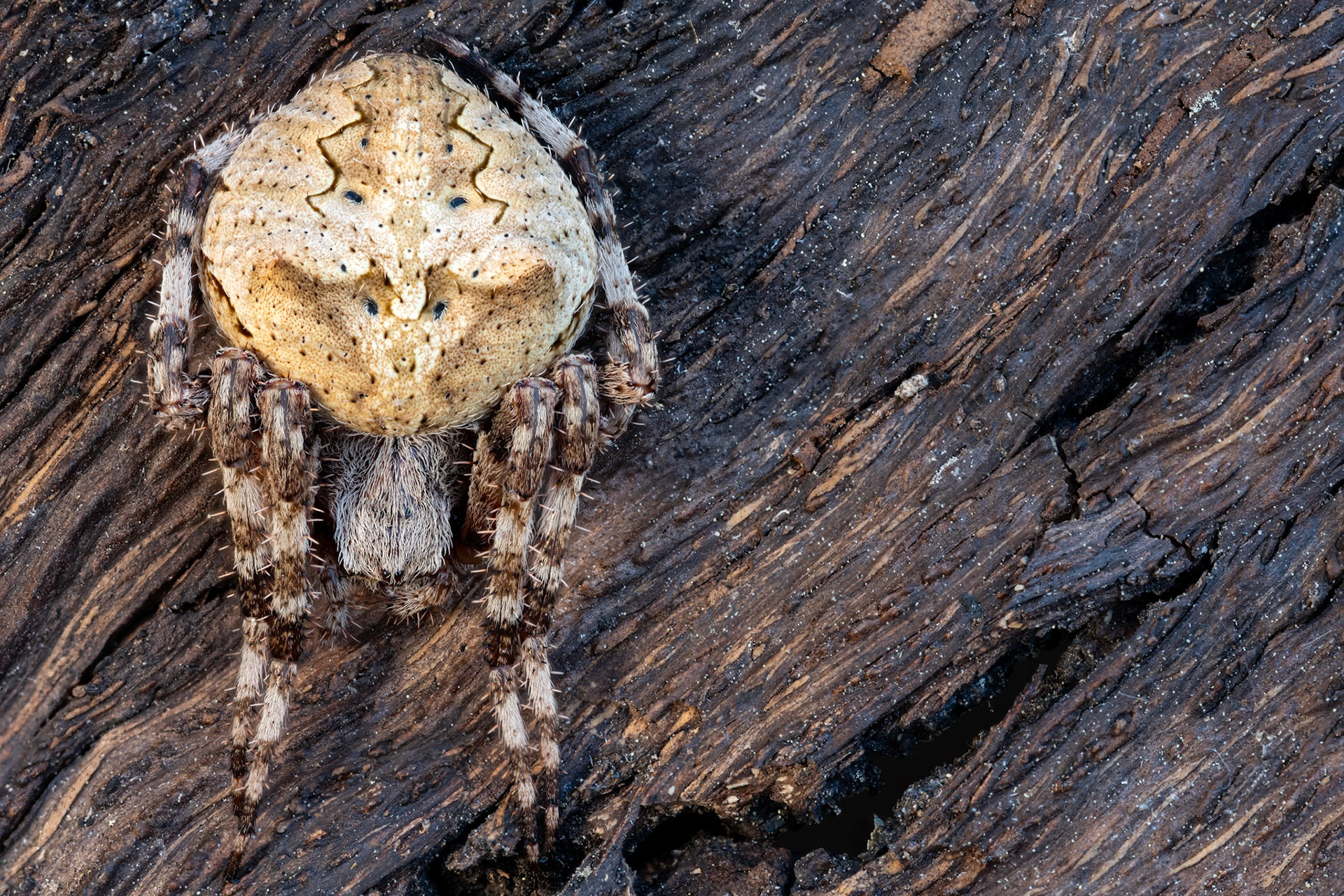 Araneus angulatus #2, Montpellier 2025