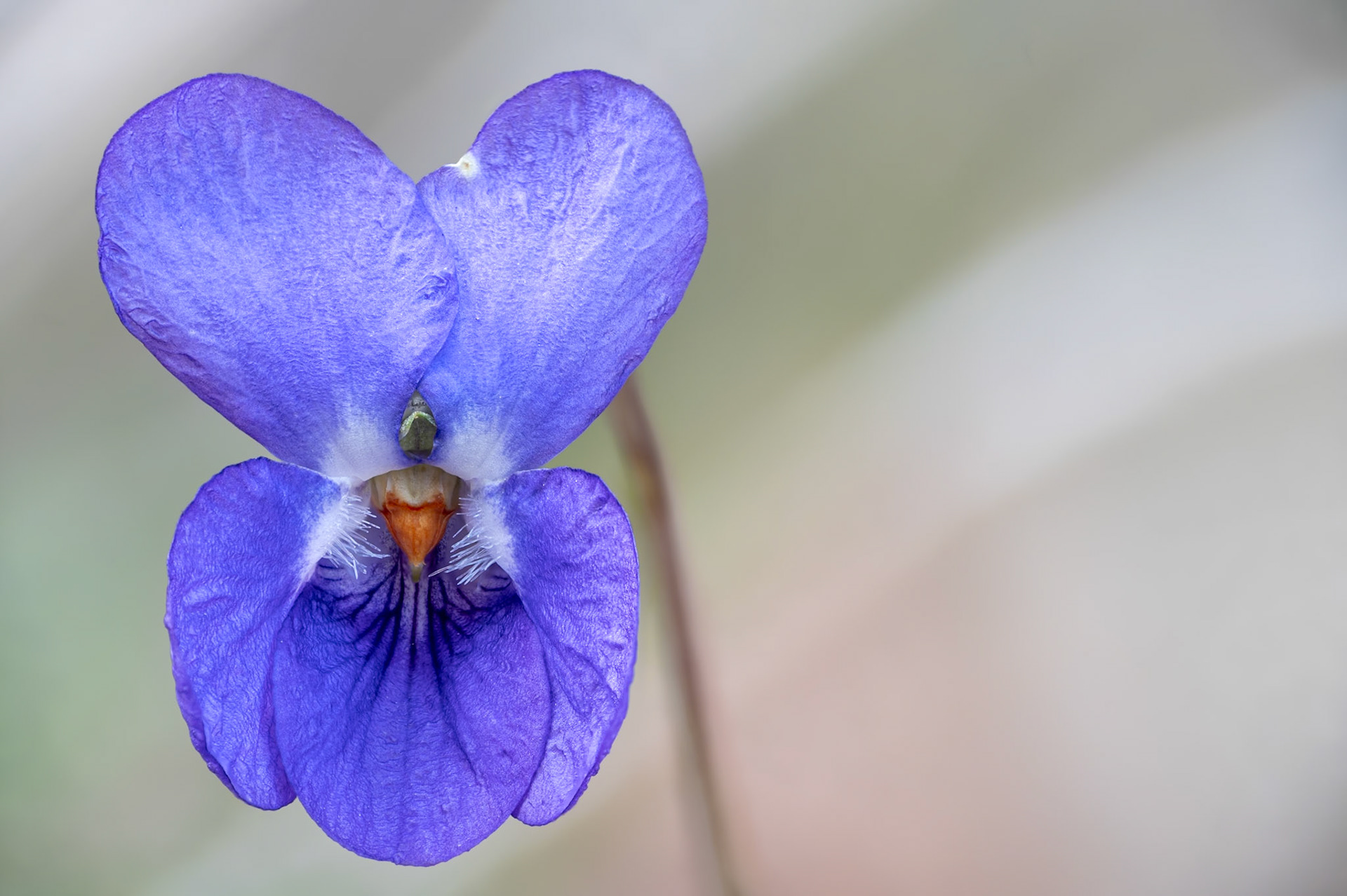 Violette, Prades le Lez 2025