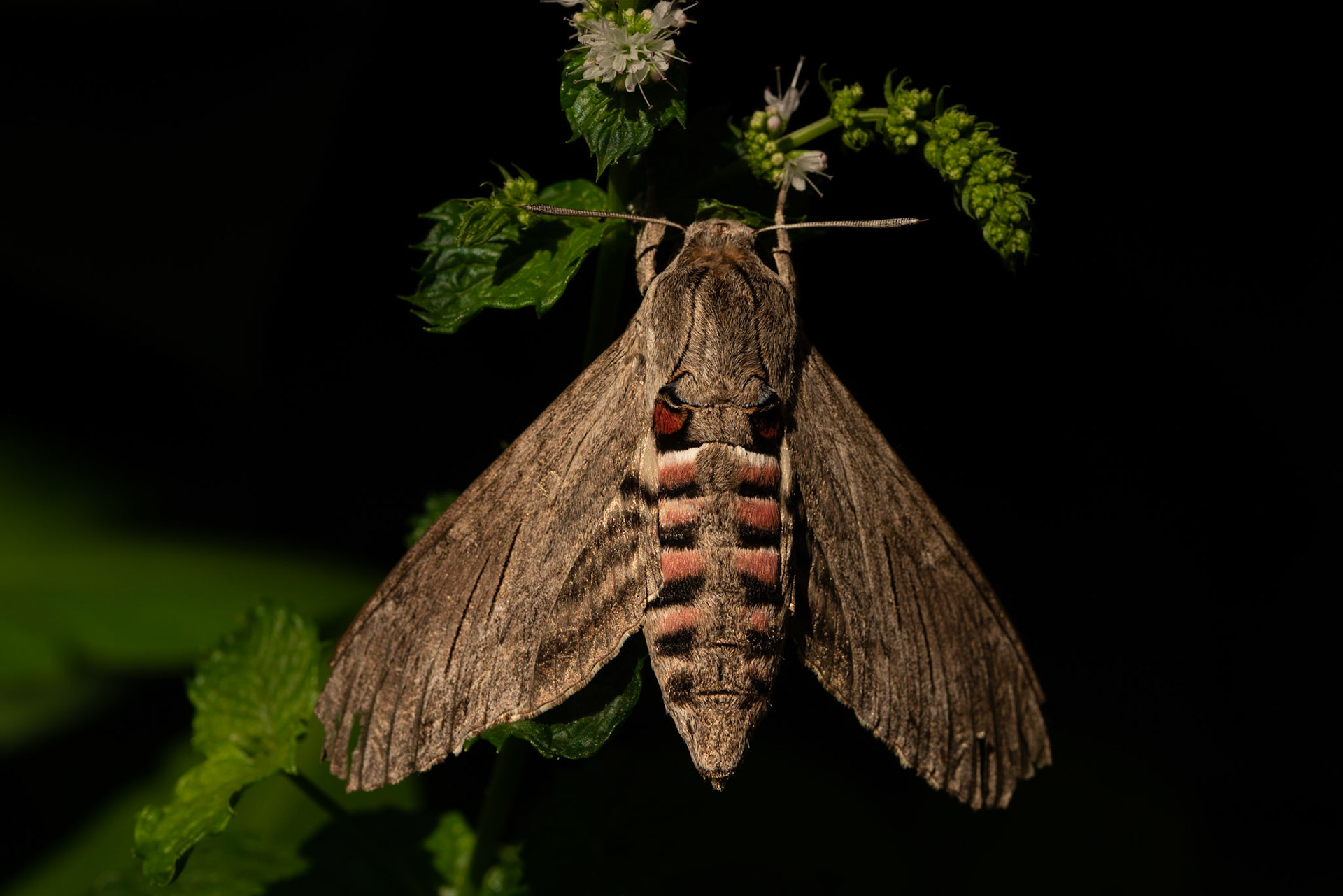 The traveller, Prades le Lez 2022