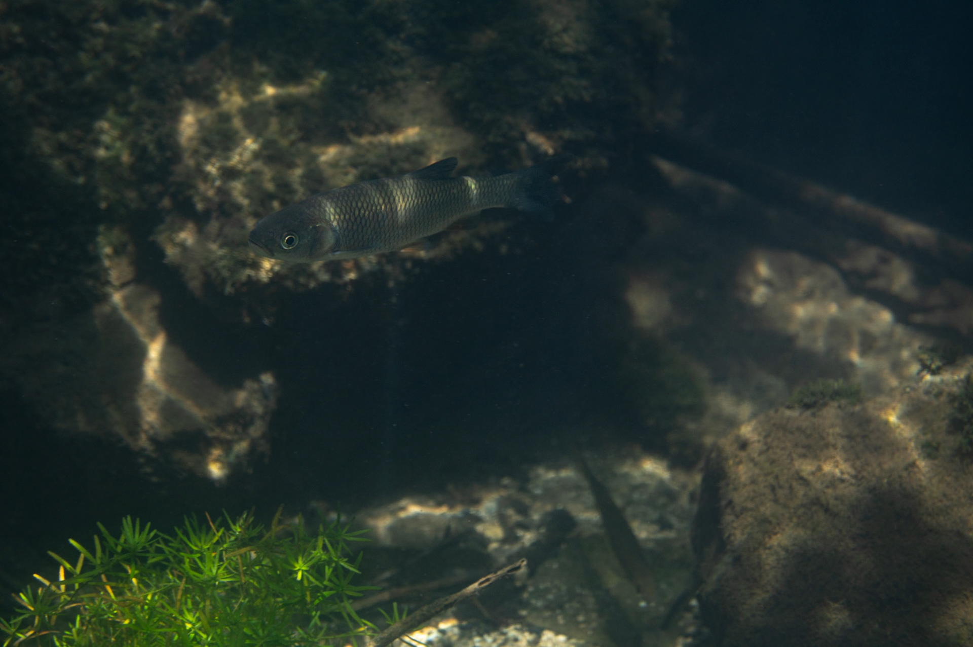 Chevesne #3, Prades le Lez 2024