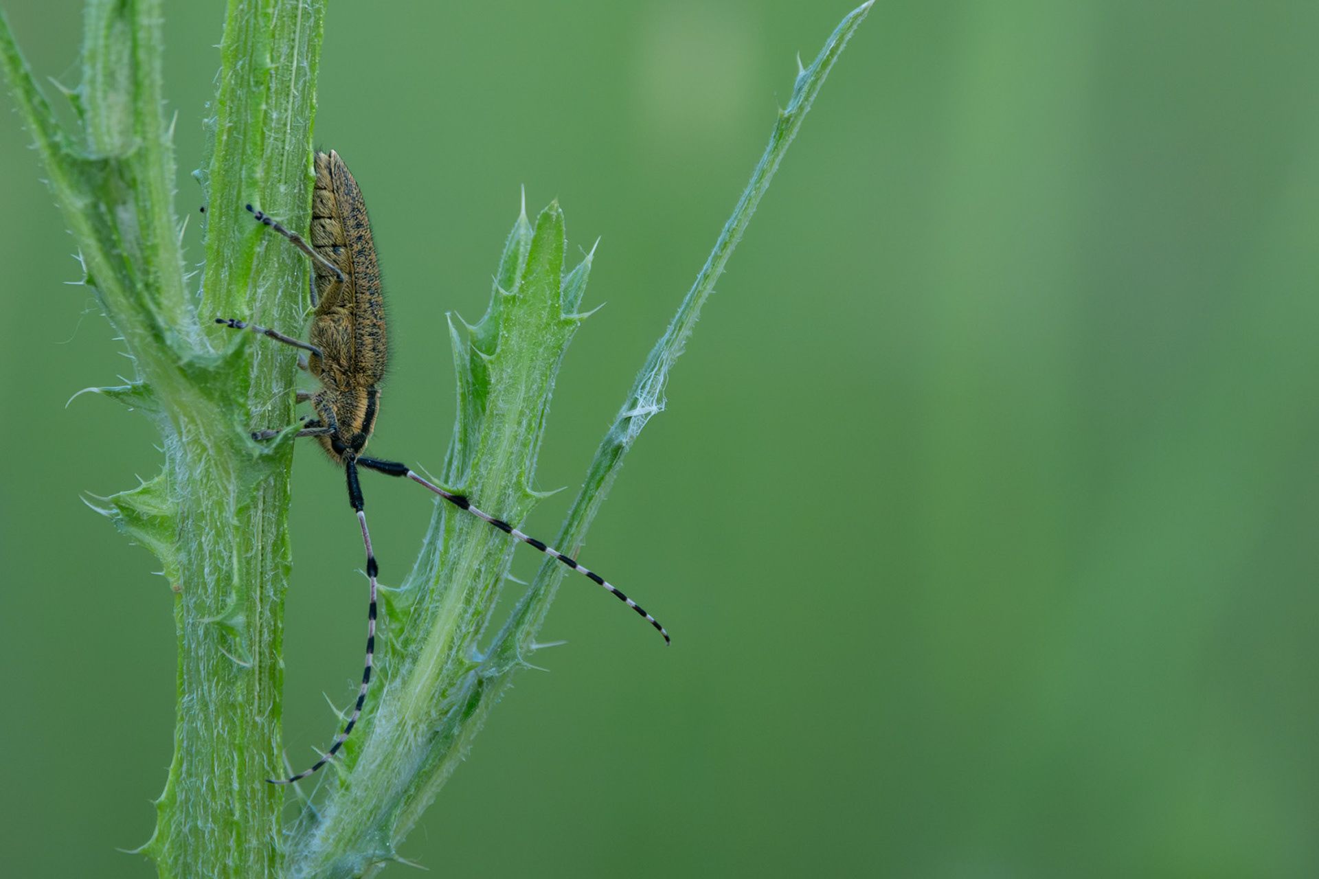 Agapanthia dahli #2, Prades le Lez 2025