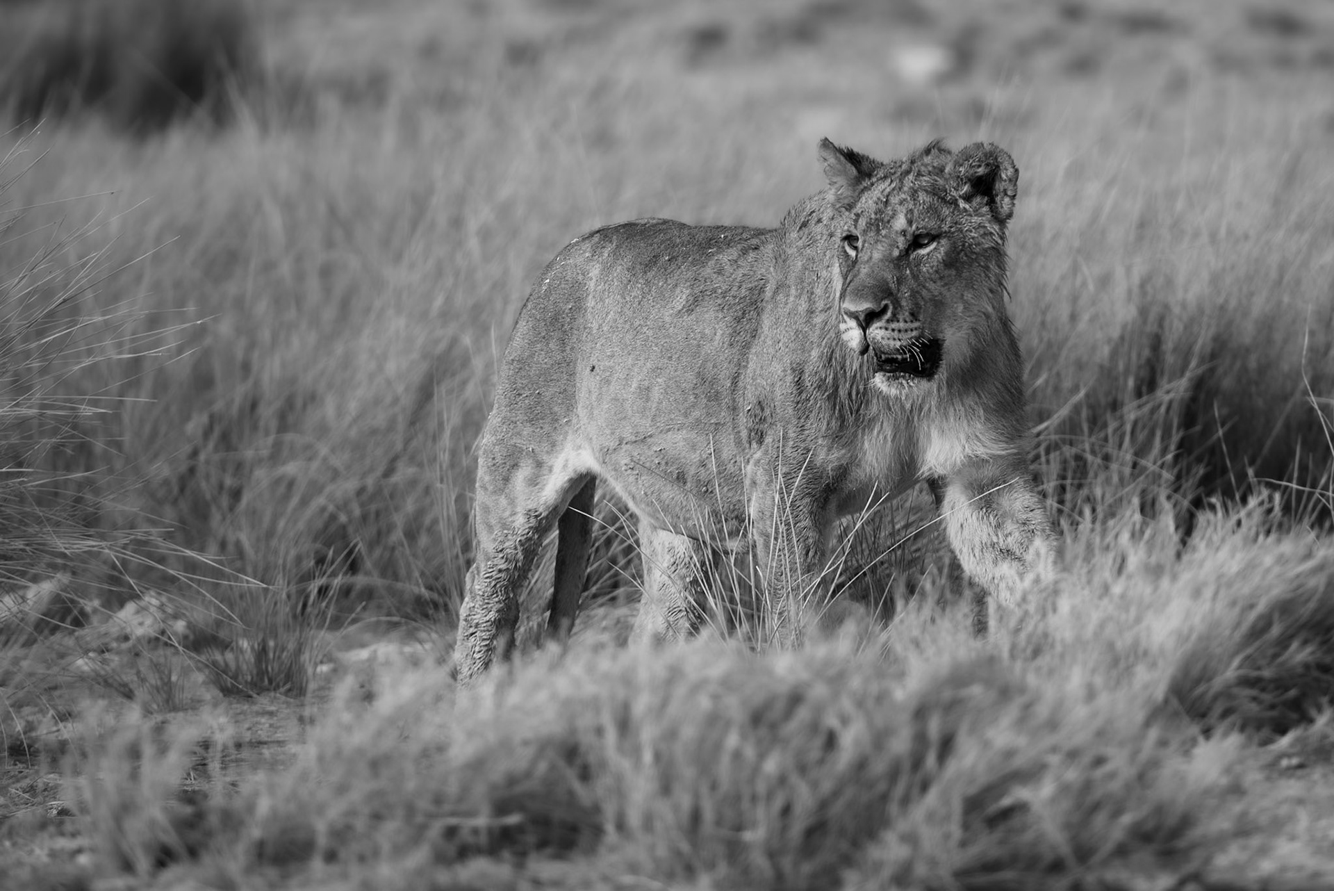 Queen, Namibia 2019