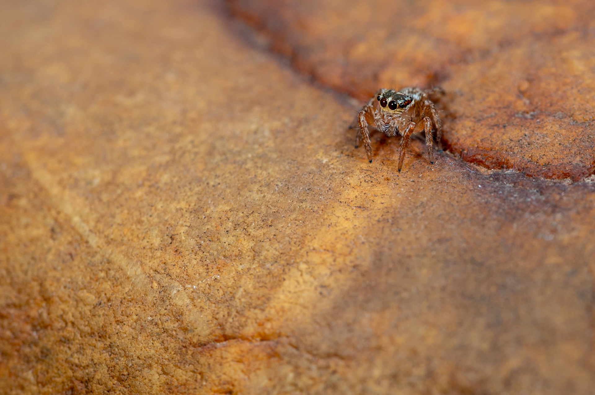Evercha jucunda ♀ #2, Prades le Lez