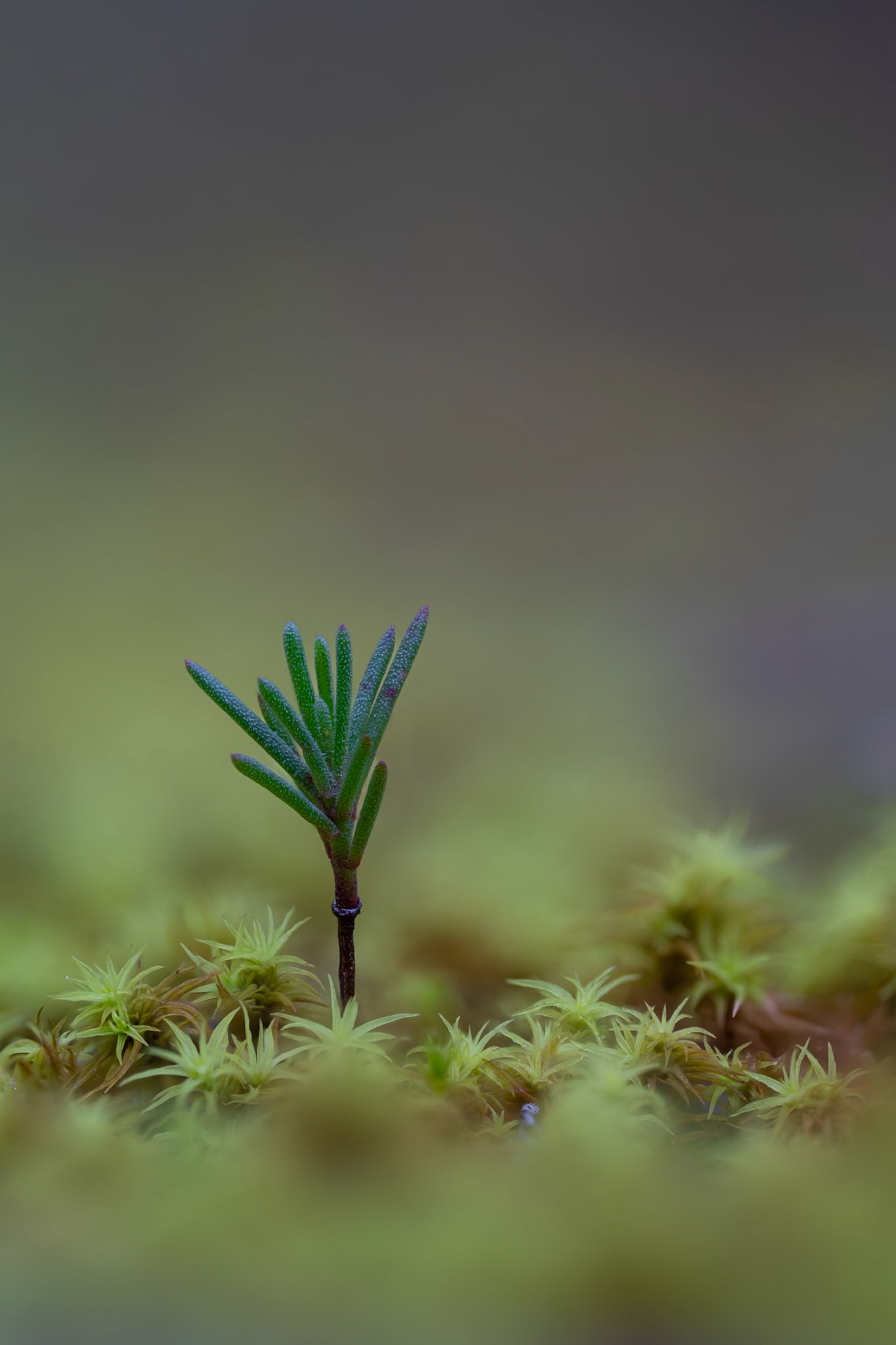 Tiny pine, Prades le Lez 2025