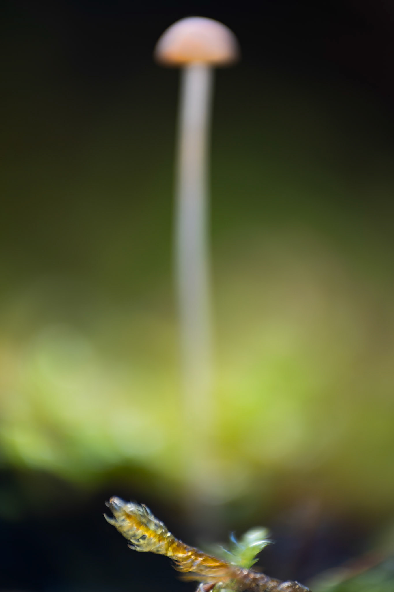 Too far, Prades le Lez 2025