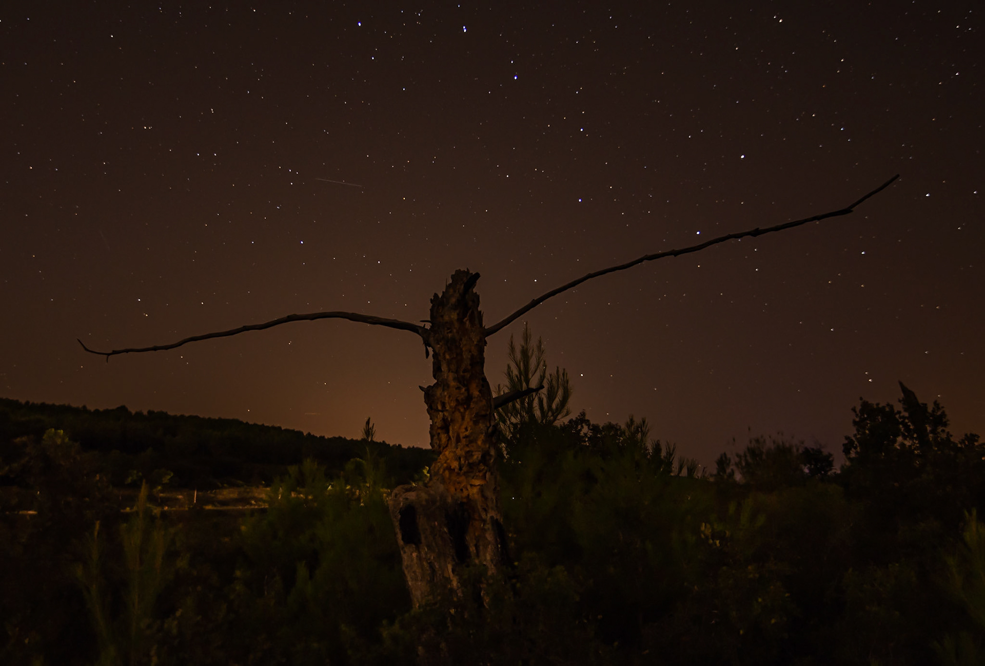 Burned tree, Guzargues 2019