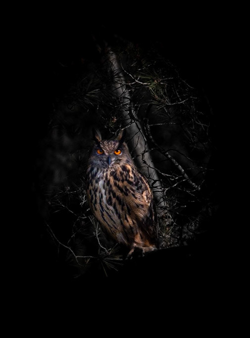 Grand Duc, Montpellier 2020