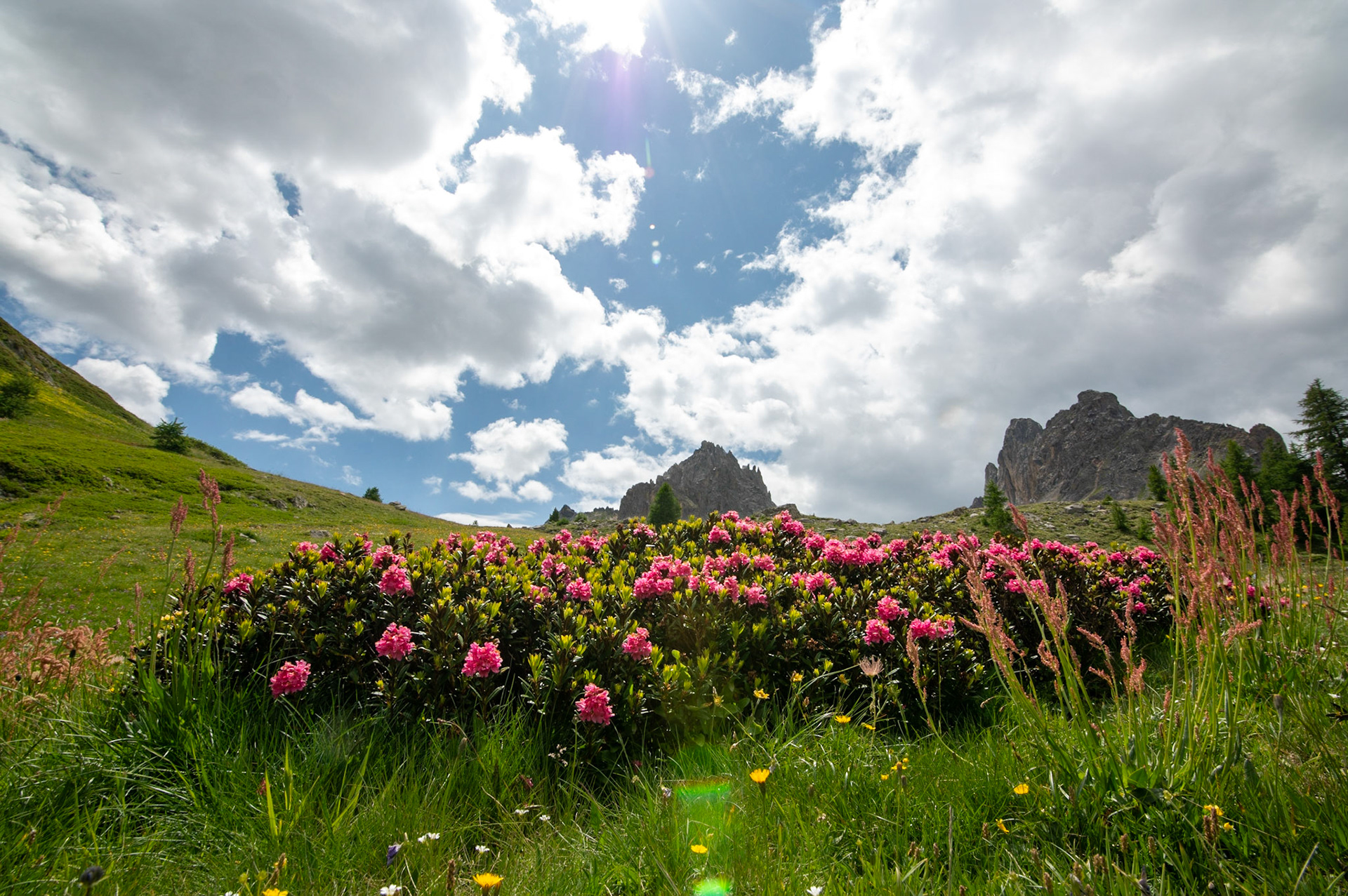 Rhododendrons, Névache 2023