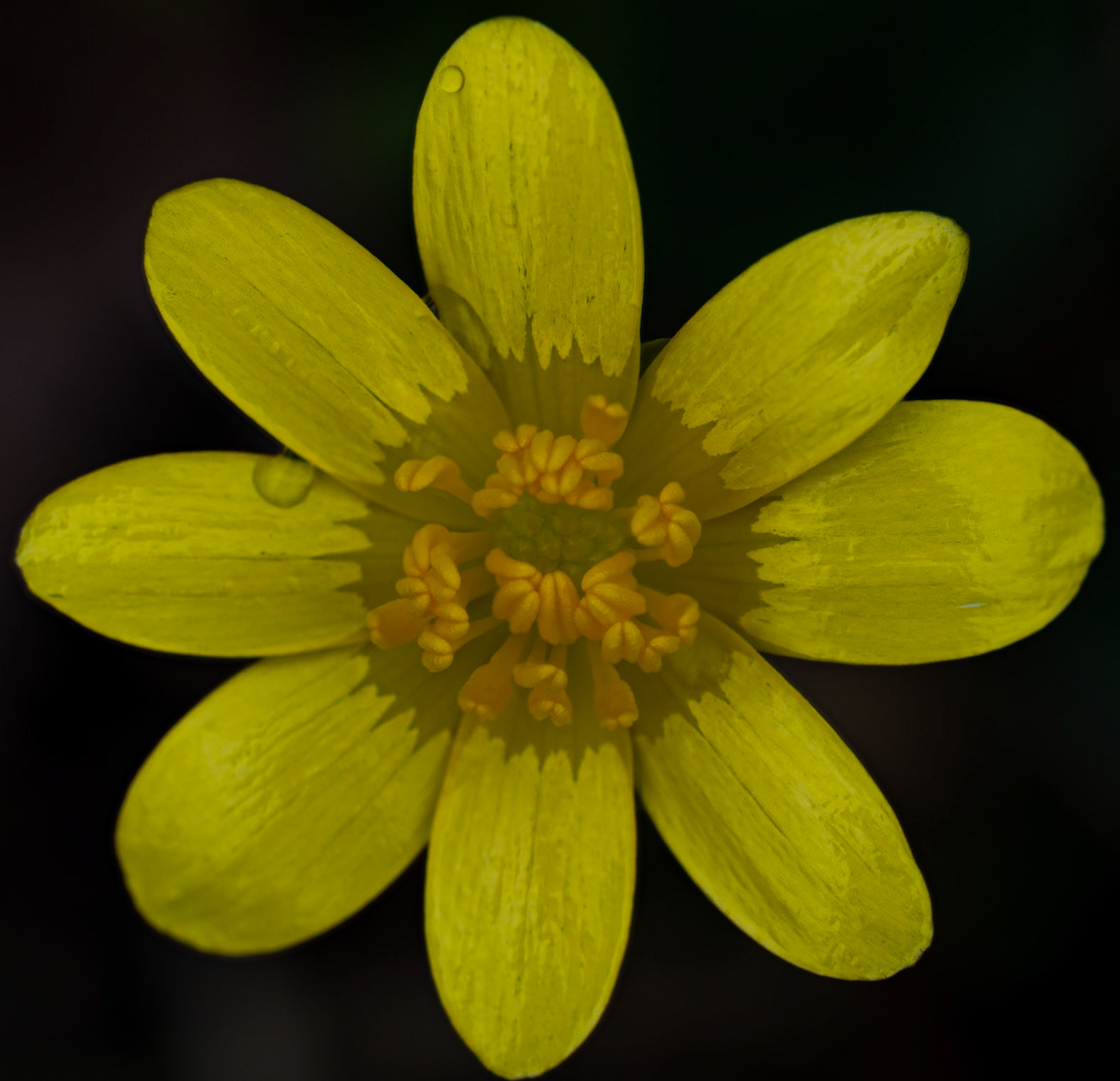 Bonne mine étamine, Prades le Lez 2025