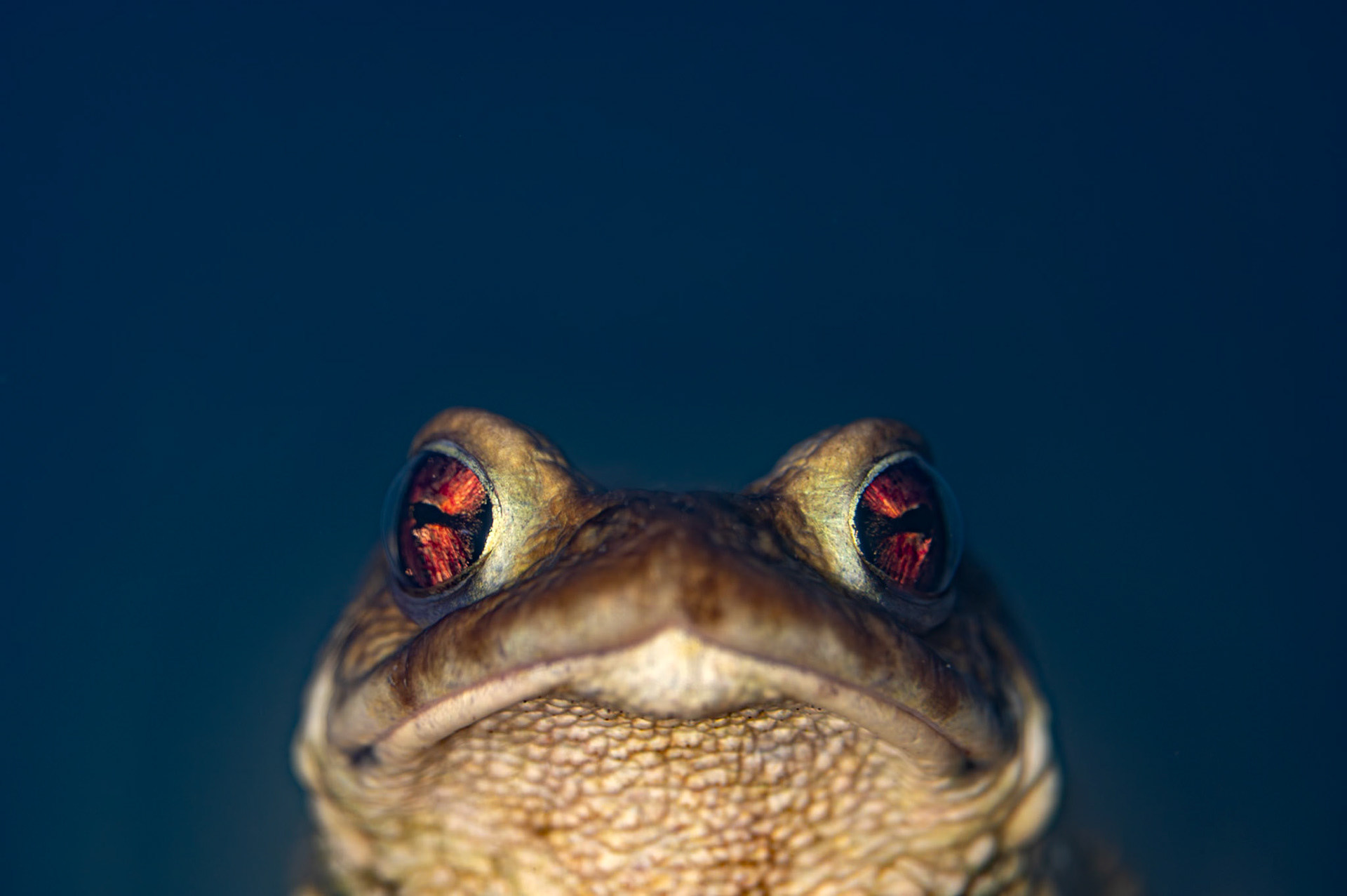 Underwater #2, Pic St Loup 2025
