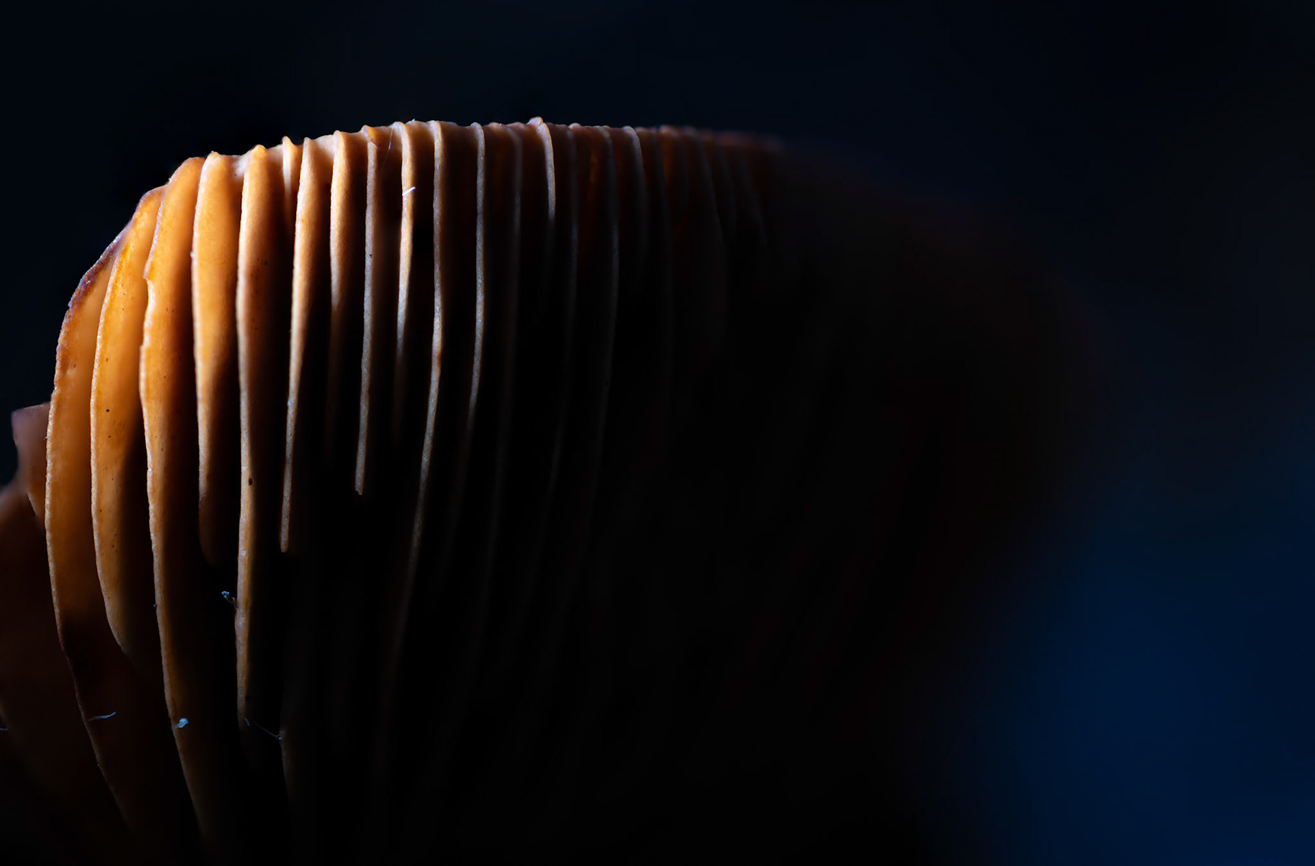 Lamelles #2, Prades le Lez 2024