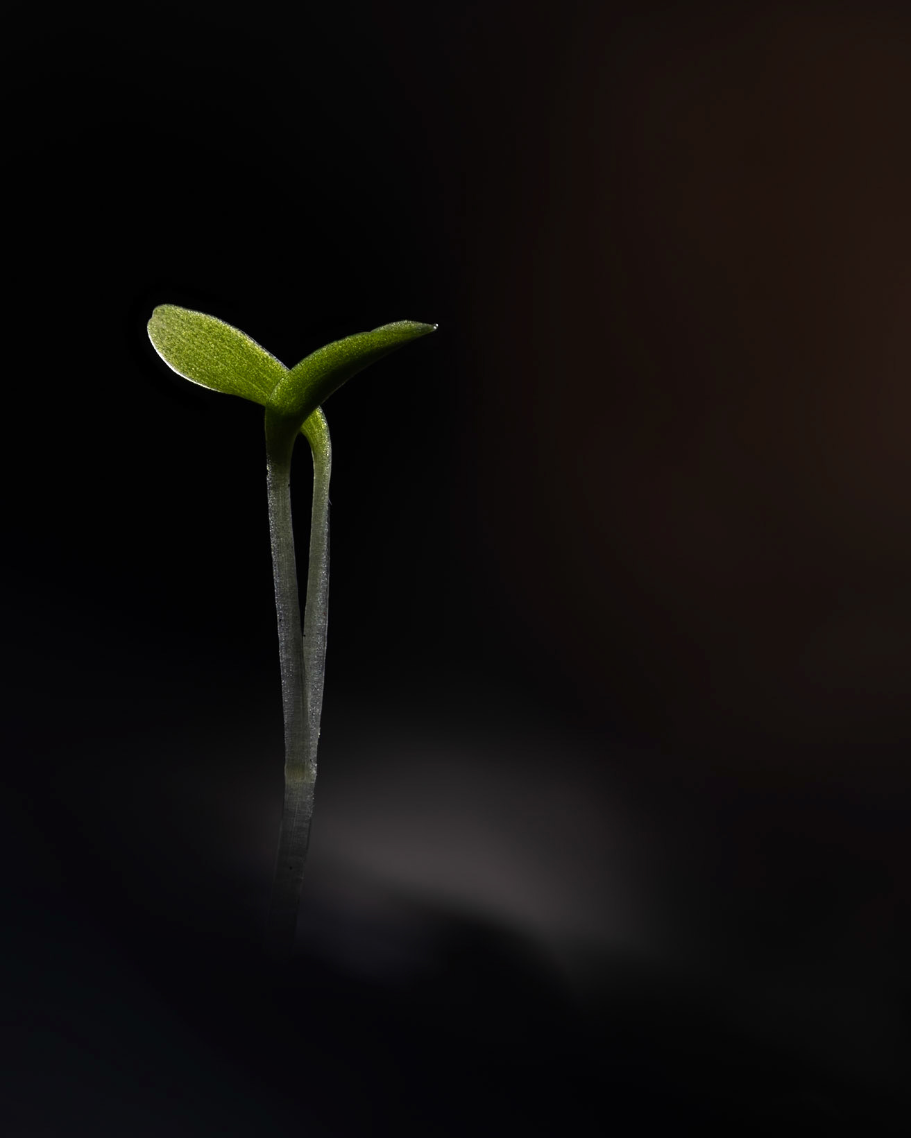 Germination #2, Prades le Lez 2025
