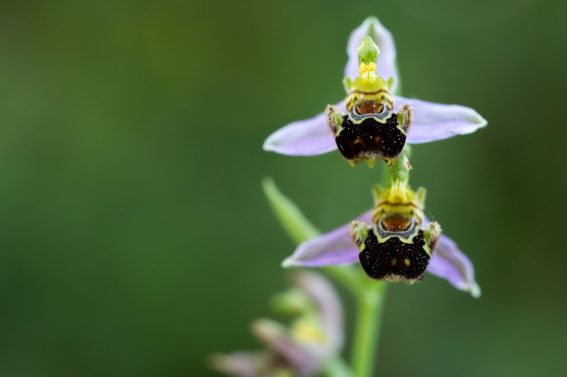 Ophrys, Montpellier 2023