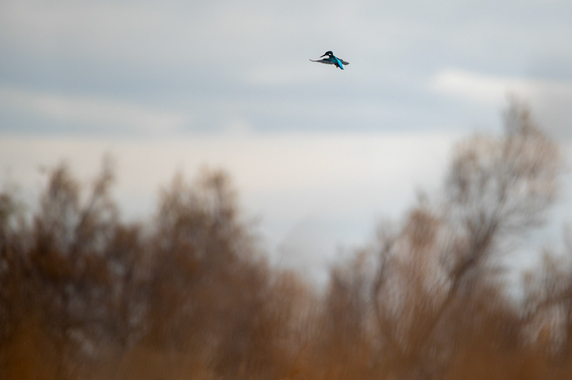 St Esprit 1, Camargue 2025