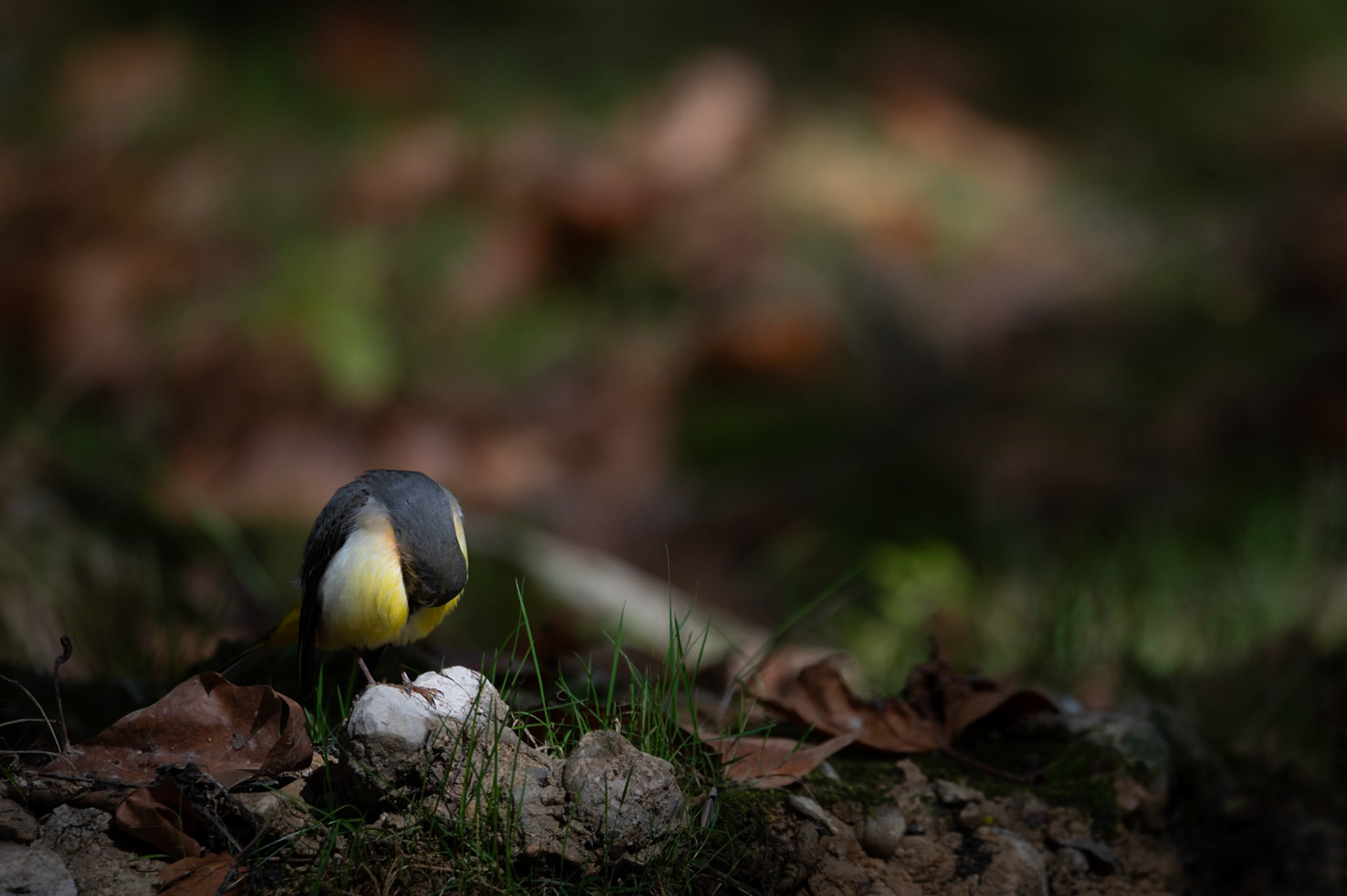 Bombe le torse, Prades le Lez 2024