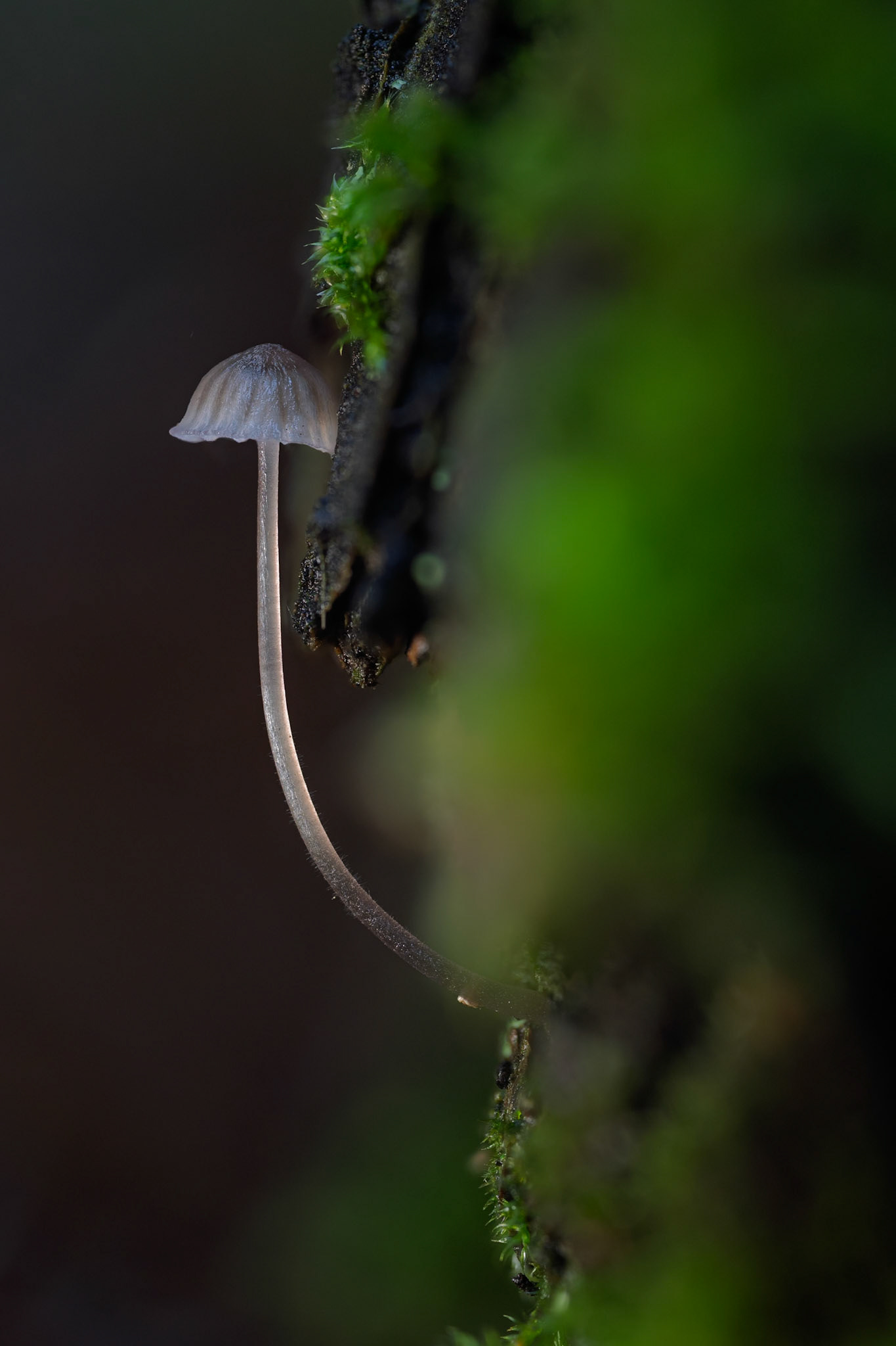 Sur un tronc #2, Prades le Lez 2025