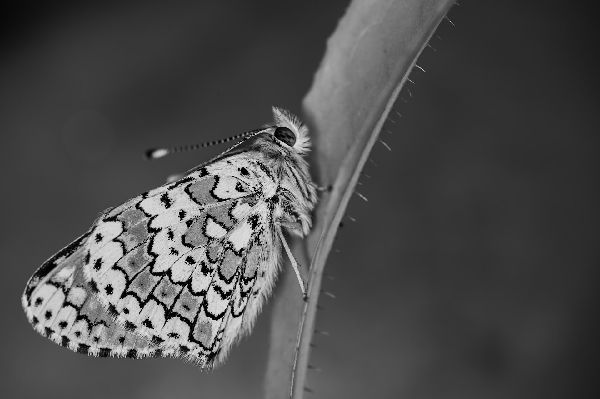 Mélitée BW, Prades le Lez 2024