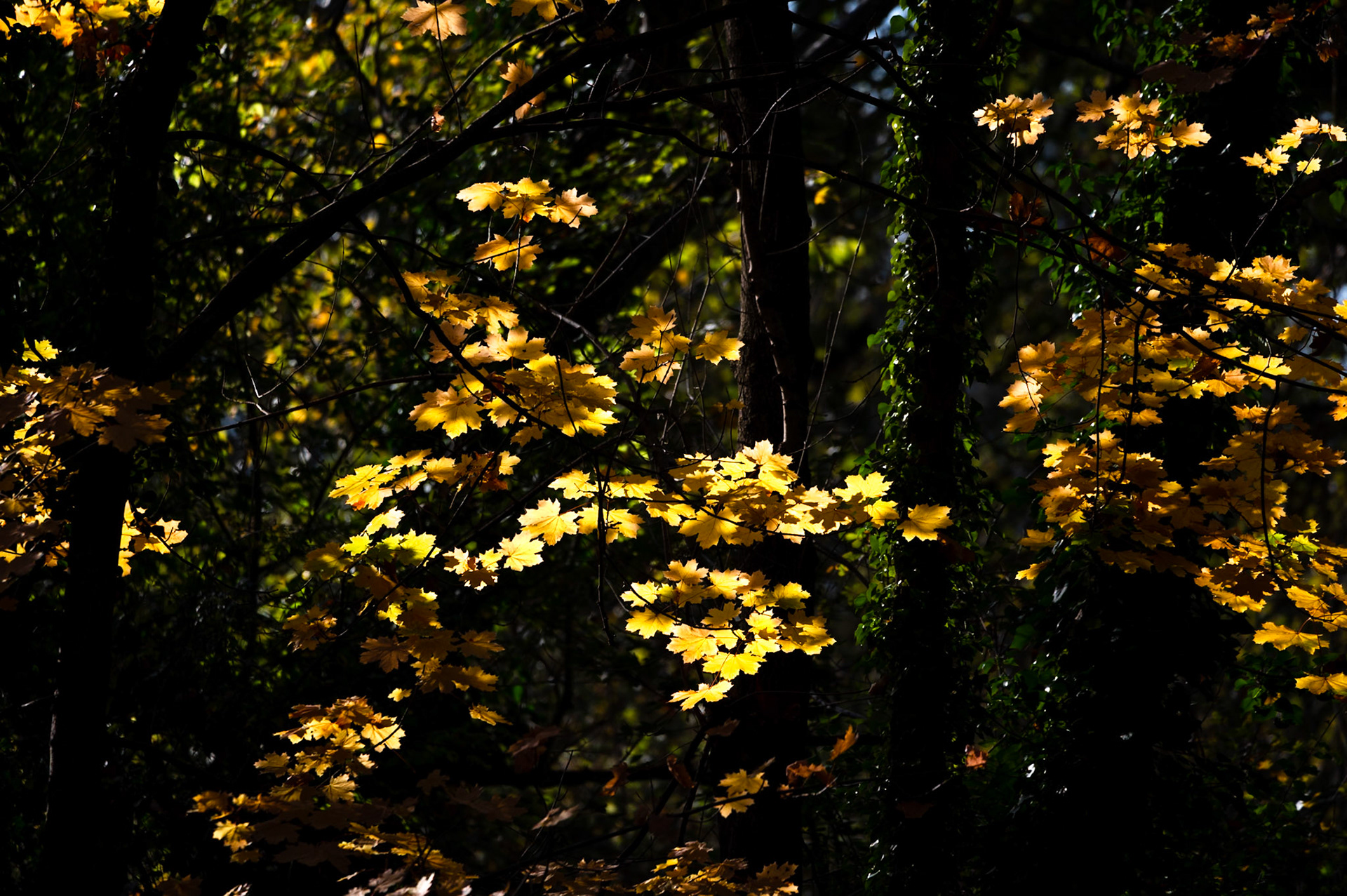 Sous bois #2, Prades le Lez 2024
