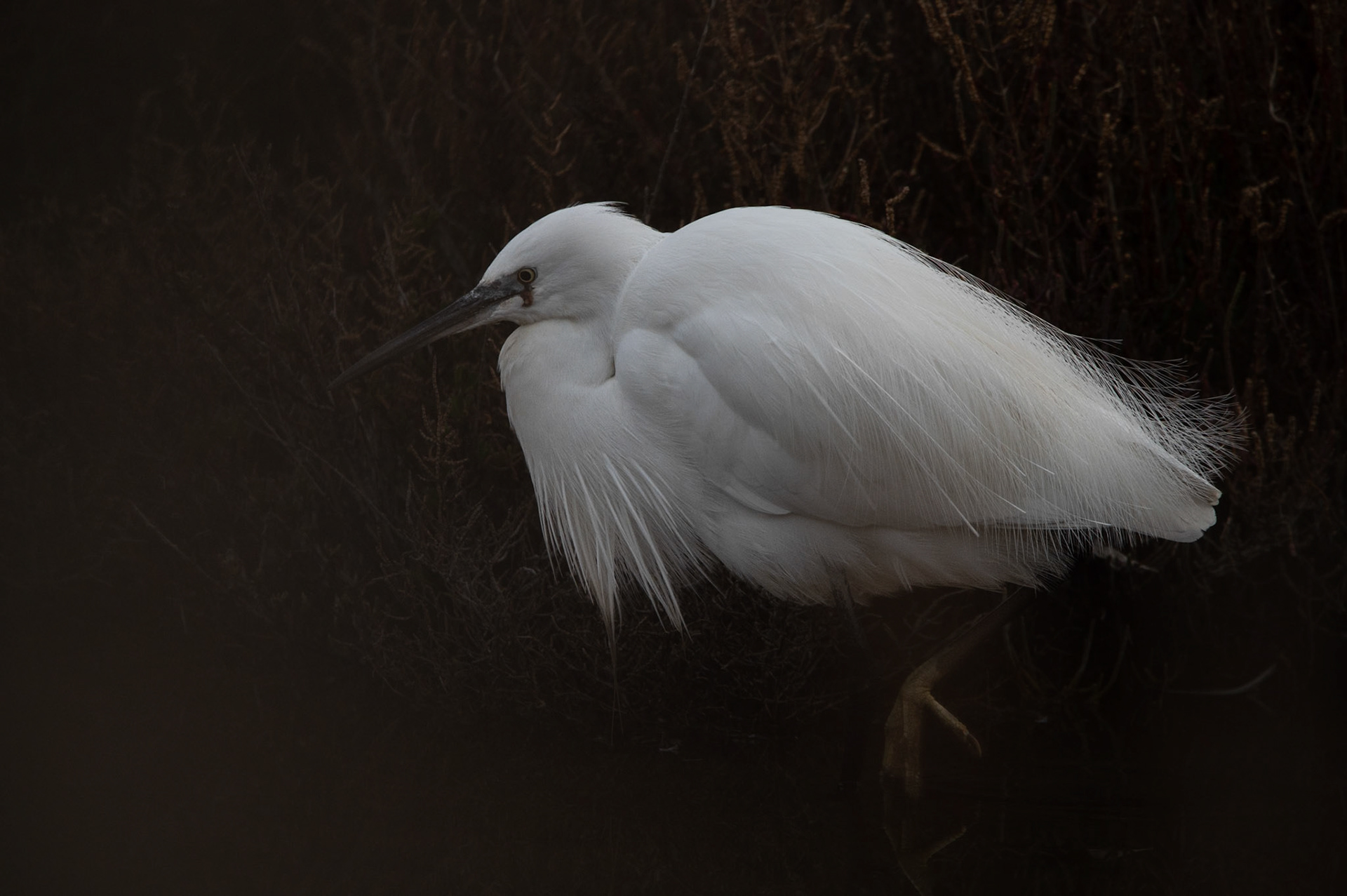 Dentelle, Camargue 2025