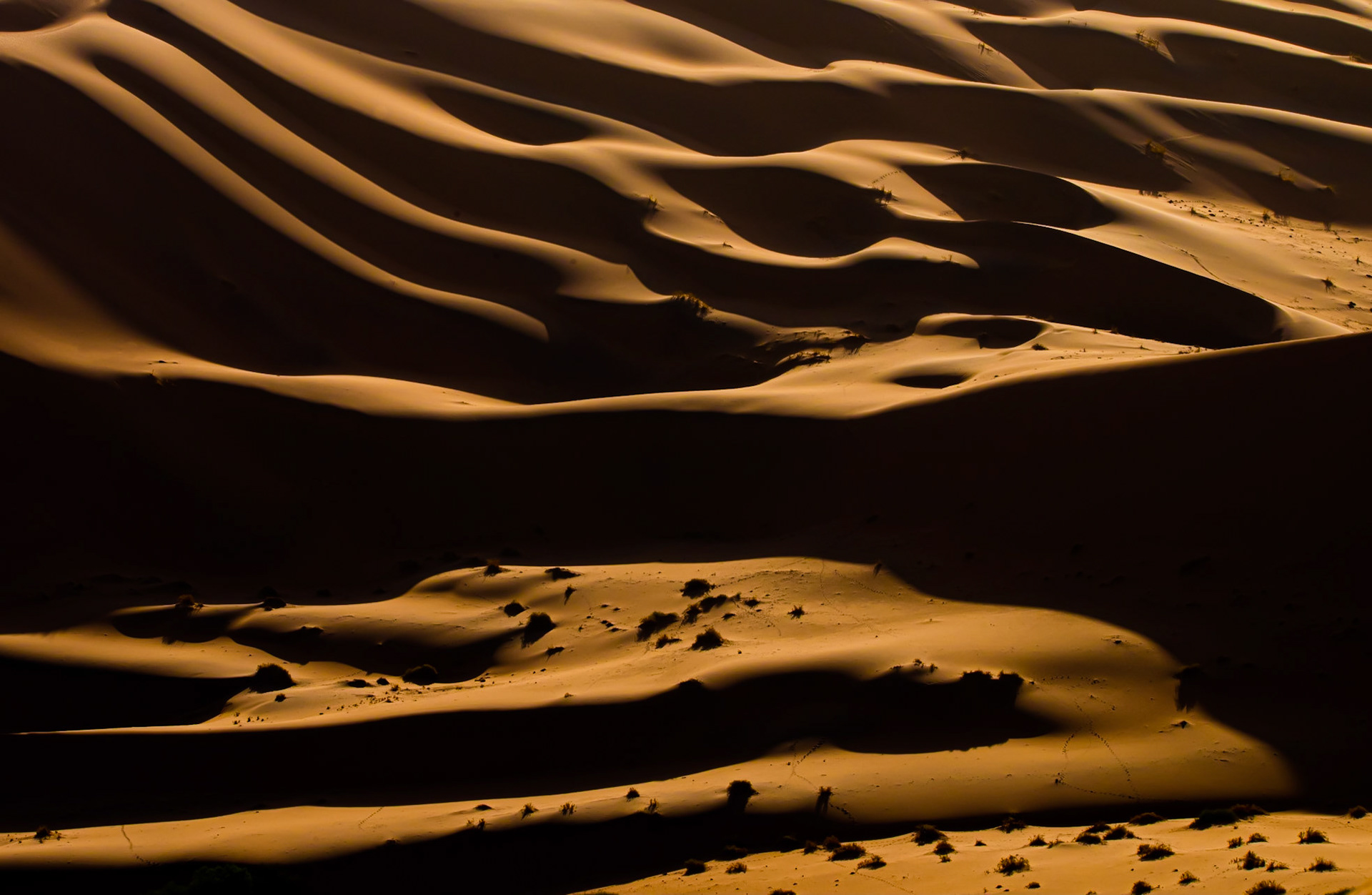 Golden cream, Namibia 2019