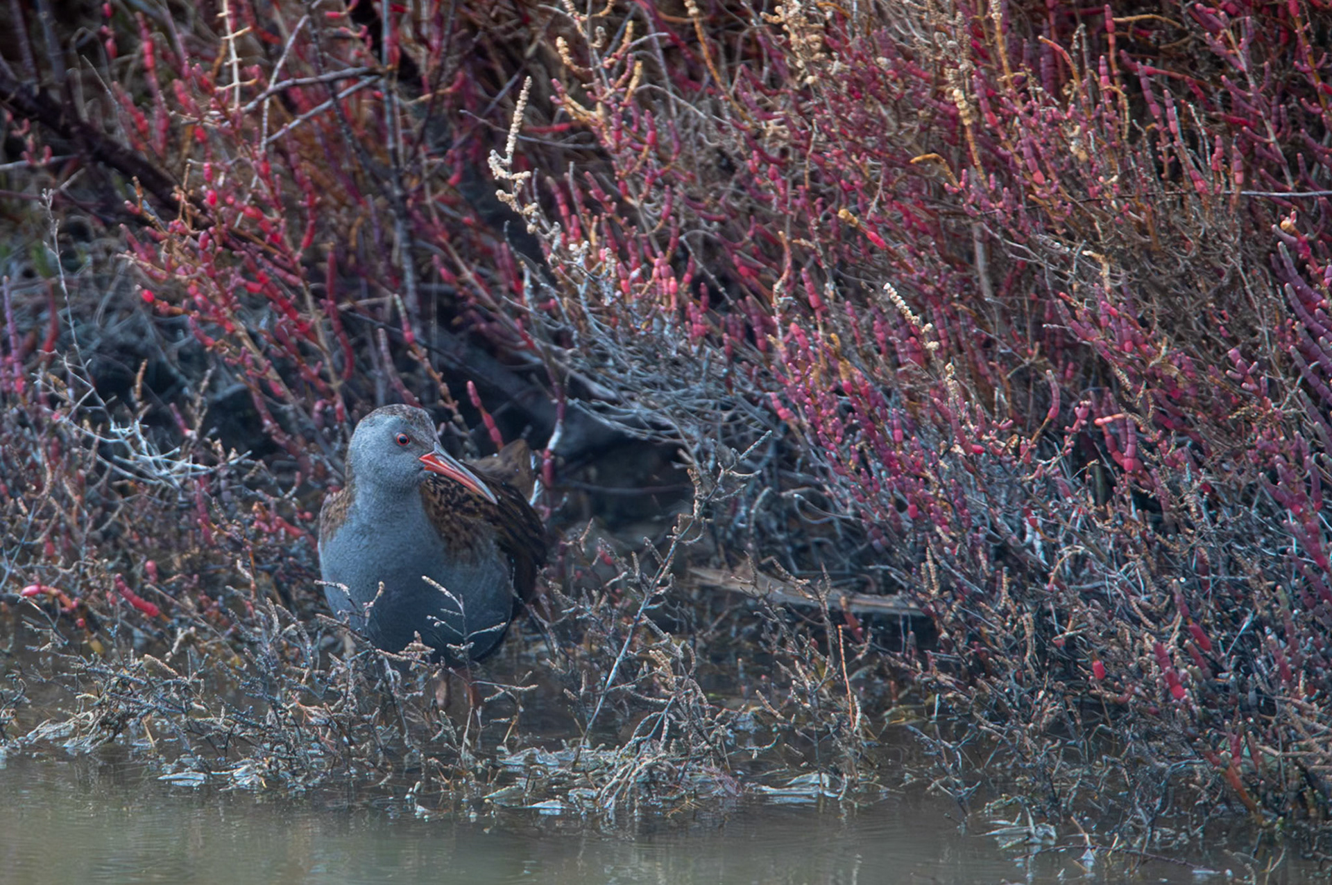 Rallus, Camargue 2025