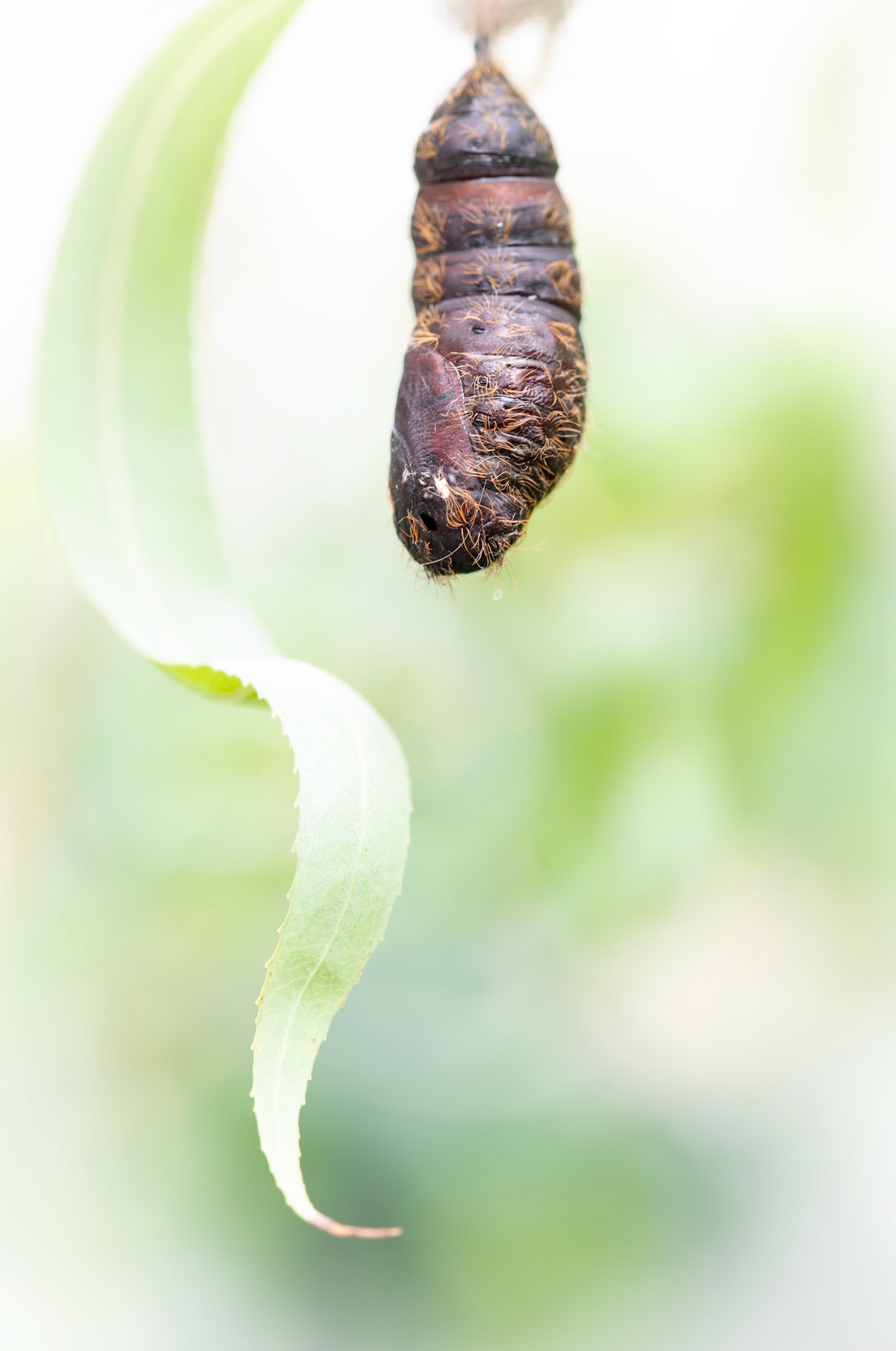 Lymantria dispar chrysalis , Prades le Lez 2024