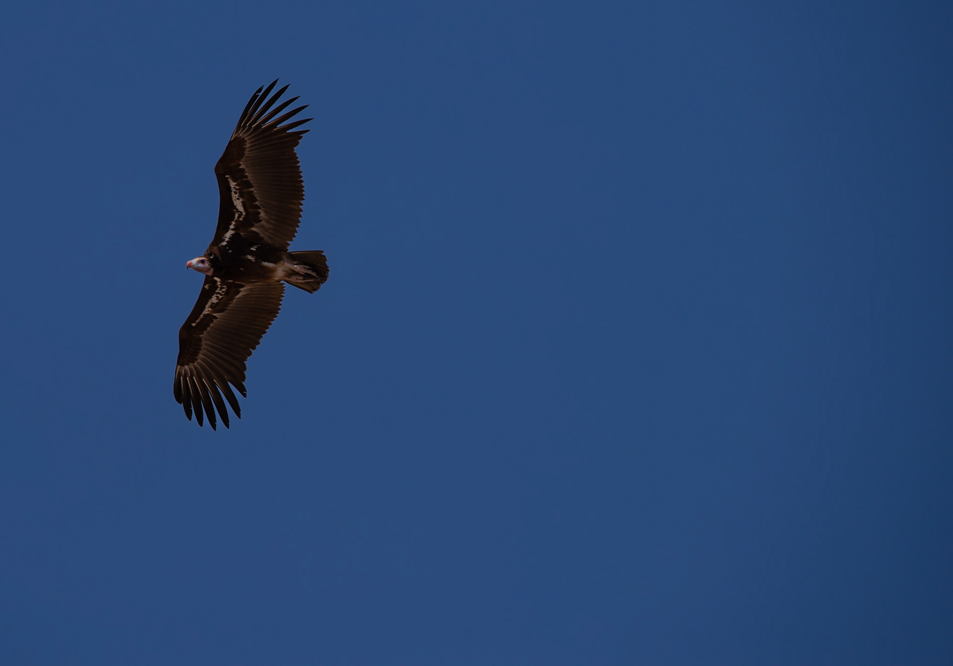 Air master, Namibia 2019