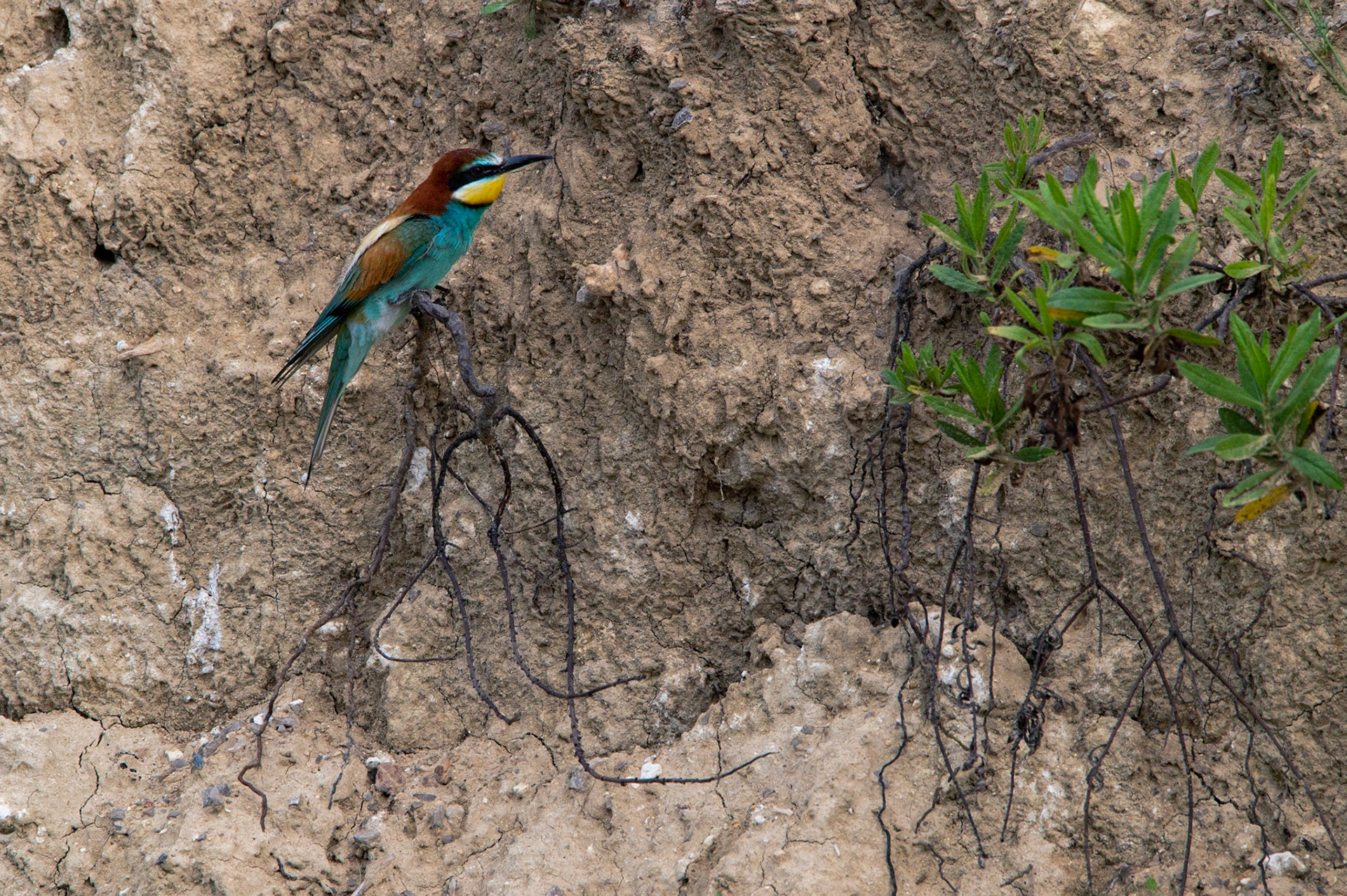 Merops apiaster, Castelnau le Lez 2023