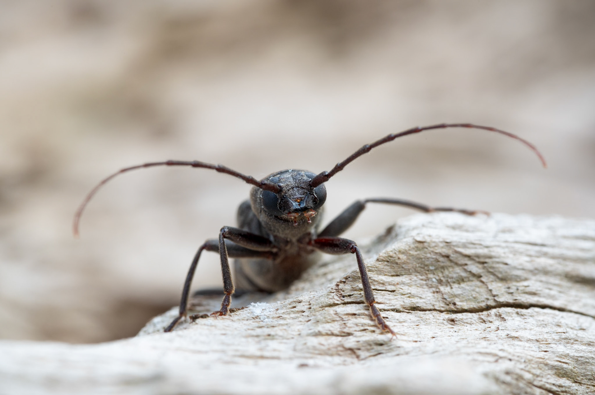 Arhopalus syriacus, Prades le Lez 2024