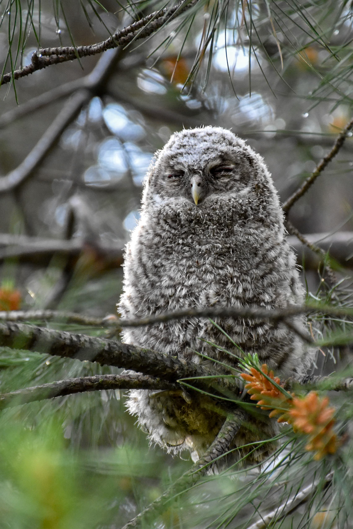 Fledge #5, Montpellier 2025