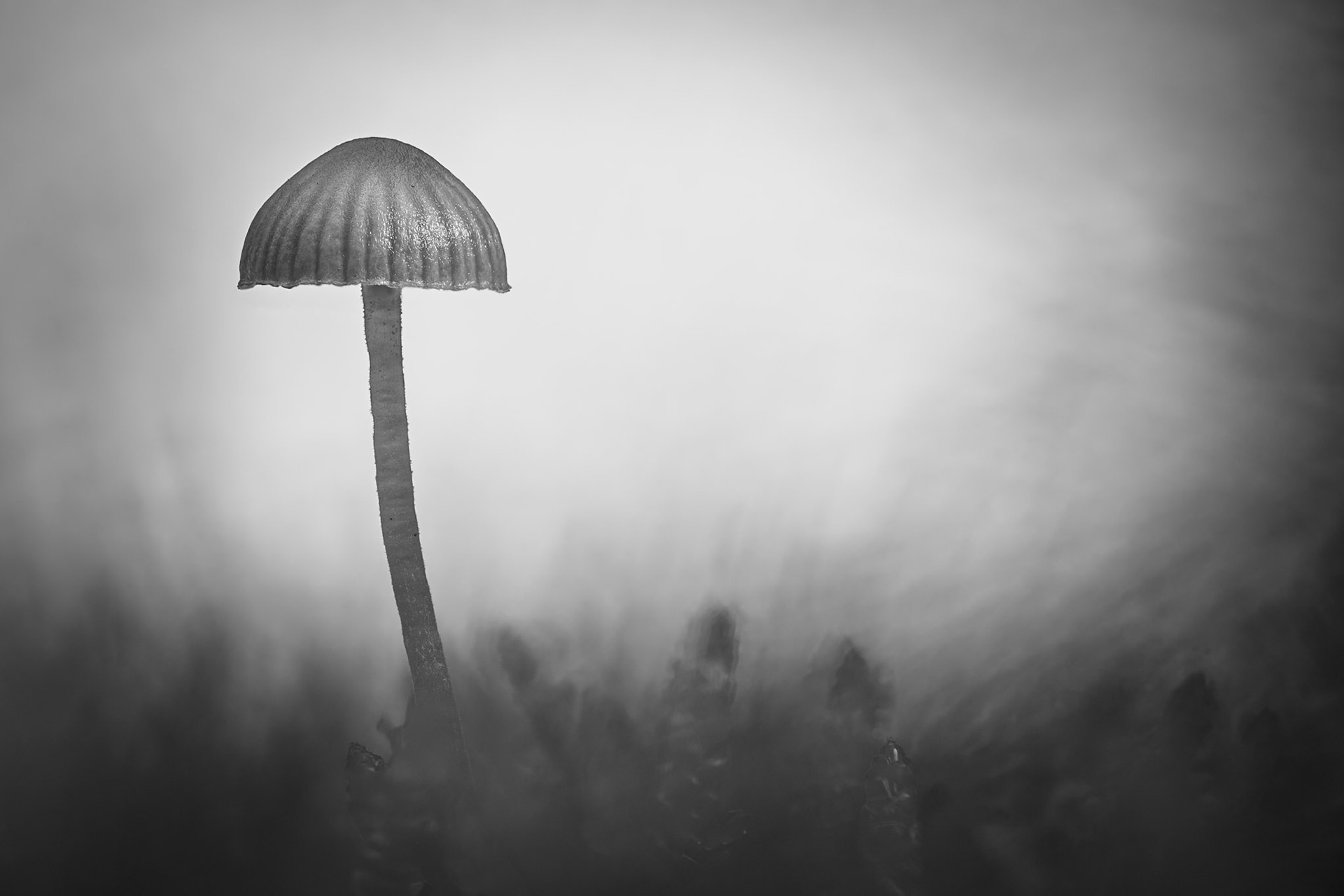 Under a pale gray sky BW, Prades le Lez 2025
