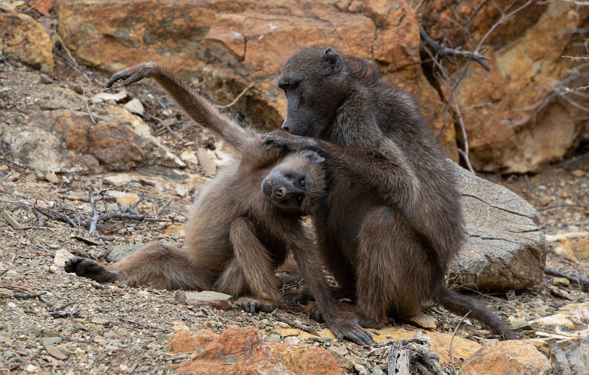 Papio papouilles, Namibia 2019