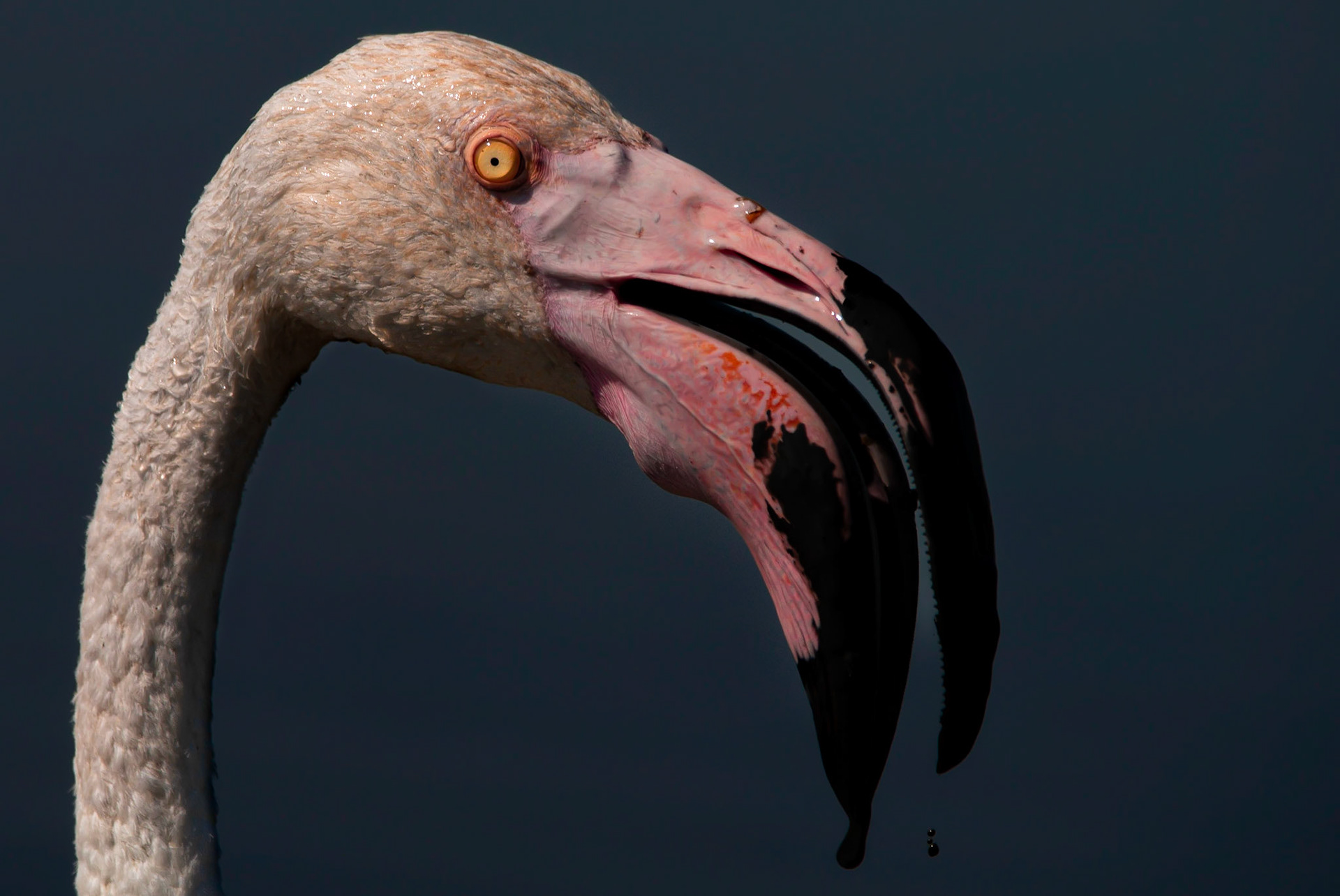 Flamingo, Les Saintes Marie de la Mer 2021