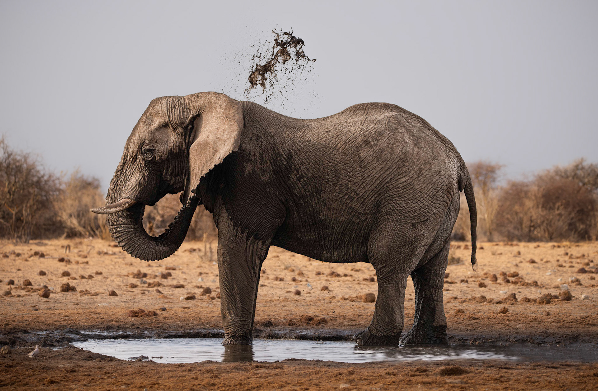 Shower day, Namibia 2019