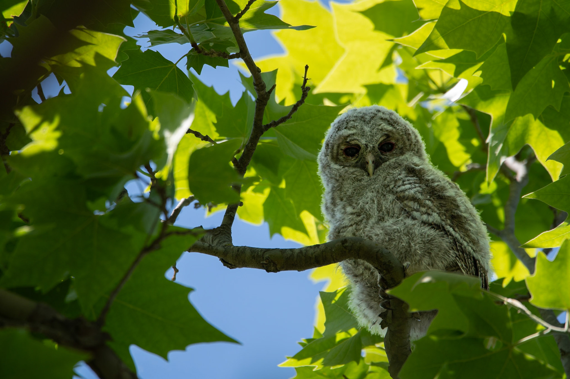 Fledge #8, Montpellier 2025