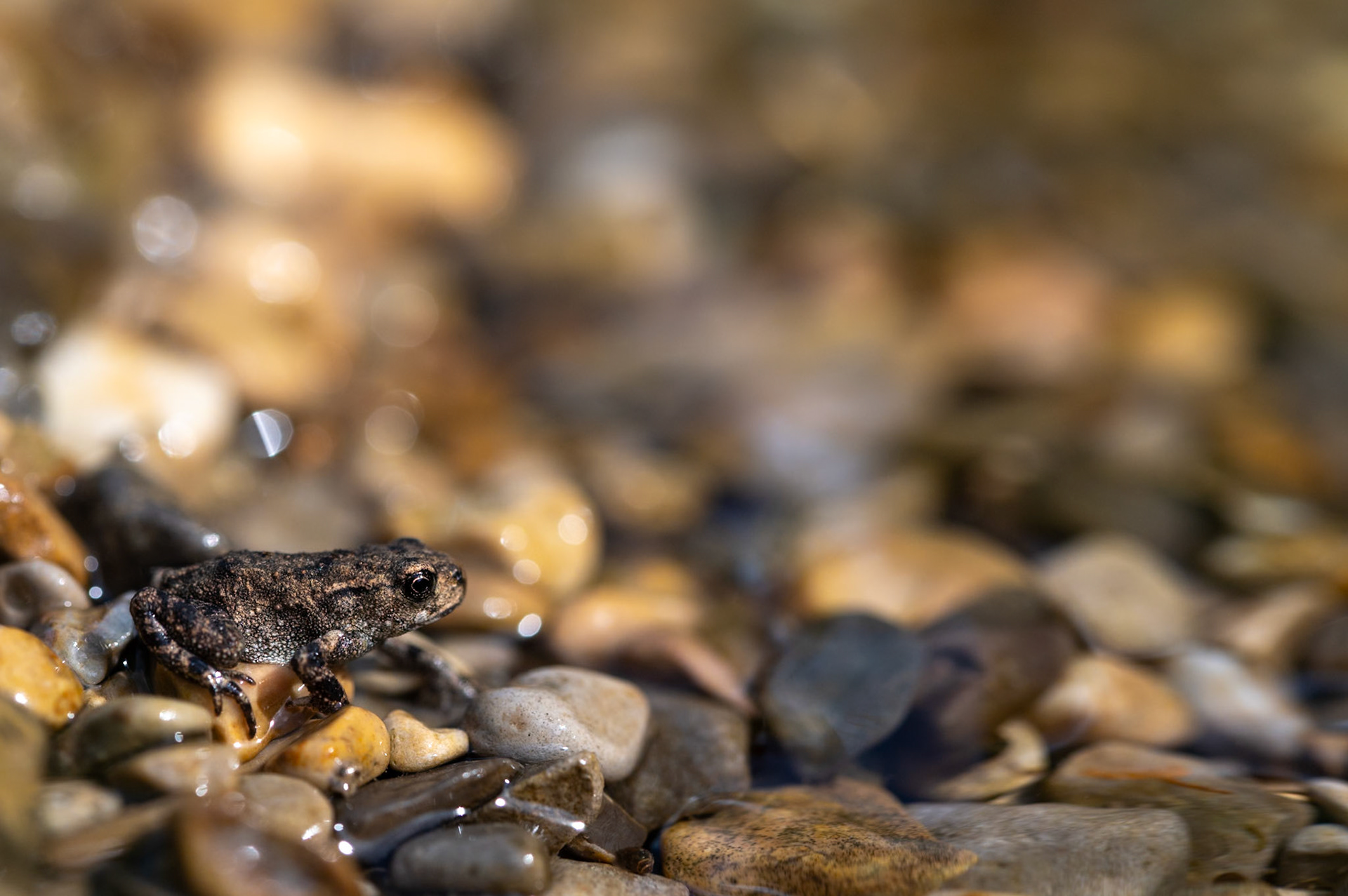 Amphibie, Prades le Lez 2024